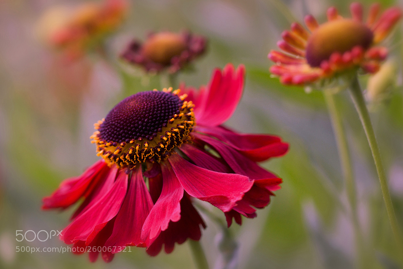 Canon EOS 60D sample photo. Helenium photography