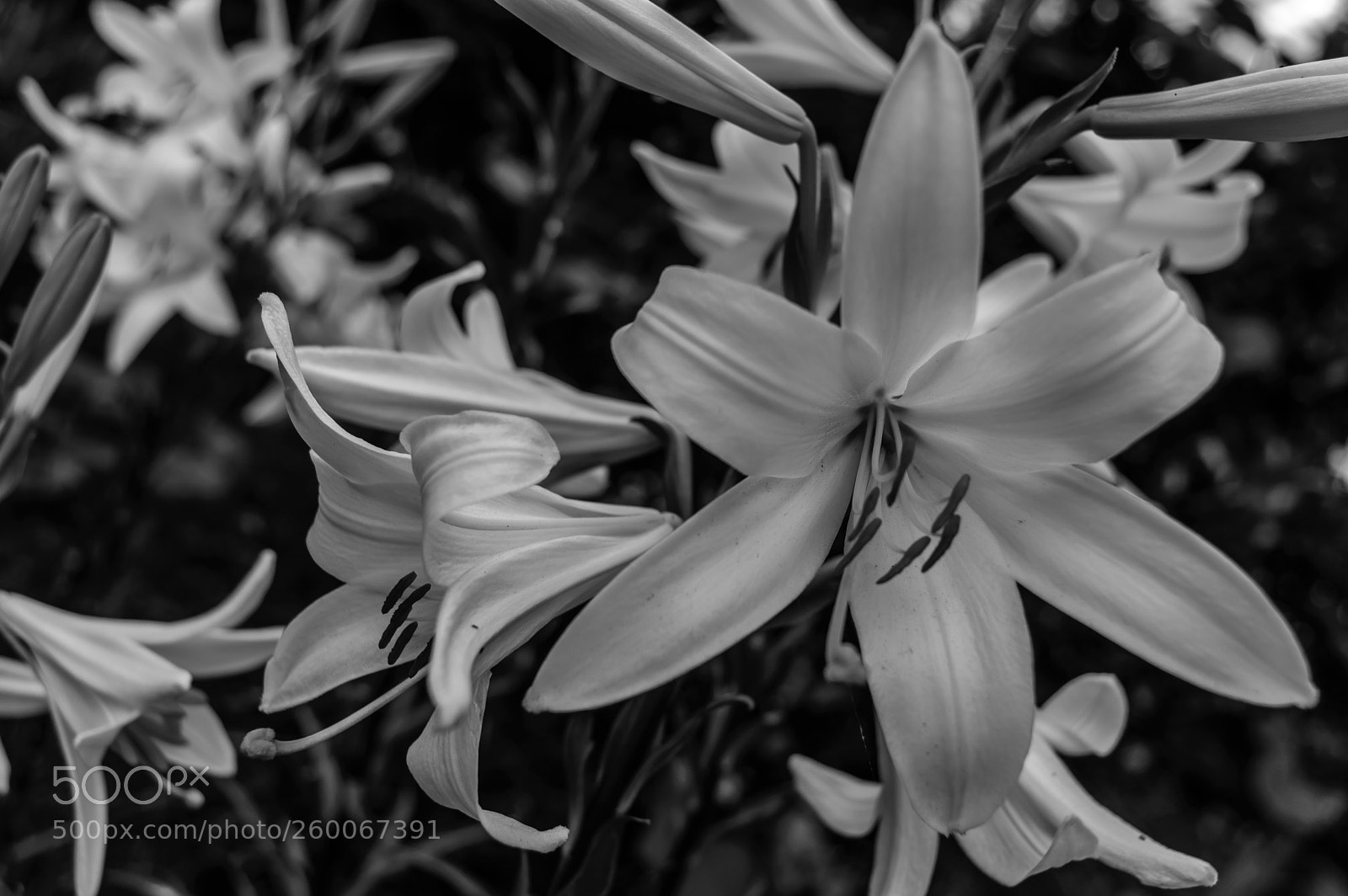 Nikon D3200 sample photo. Wild beauty photography