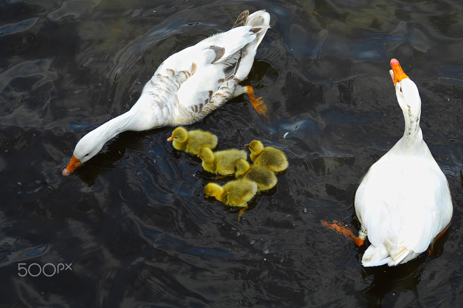 Nikon D2X sample photo. Mam,dad,and kids photography