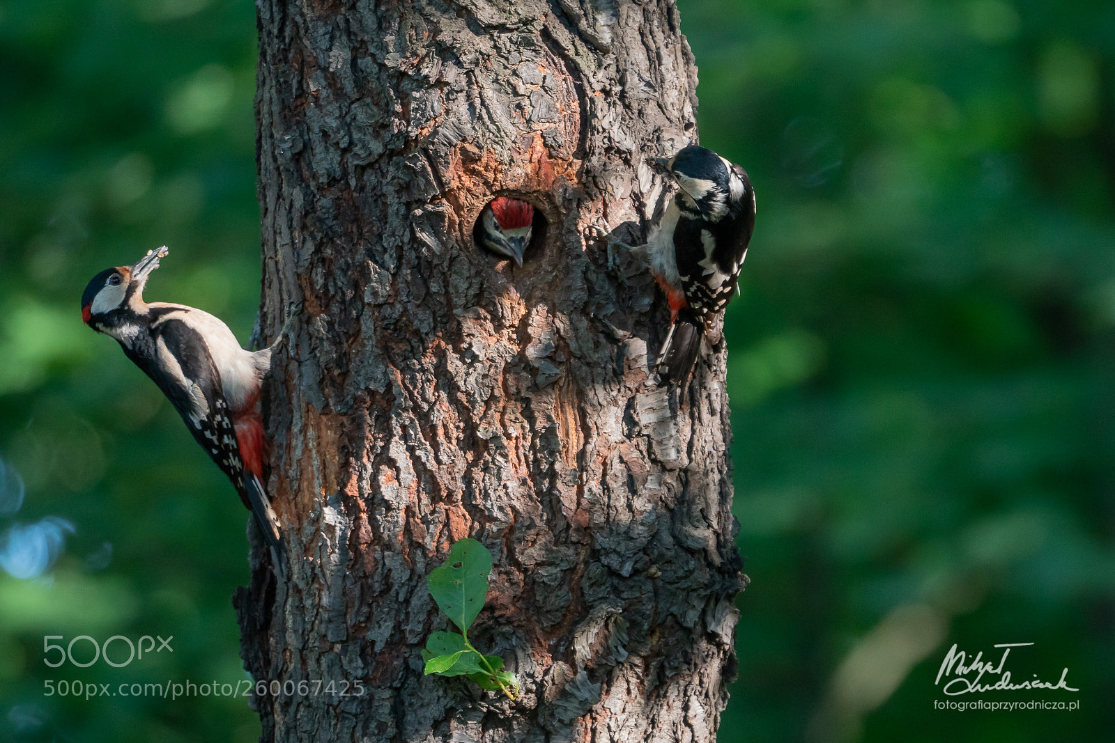 Sony a6500 sample photo. Woodpeckers photography