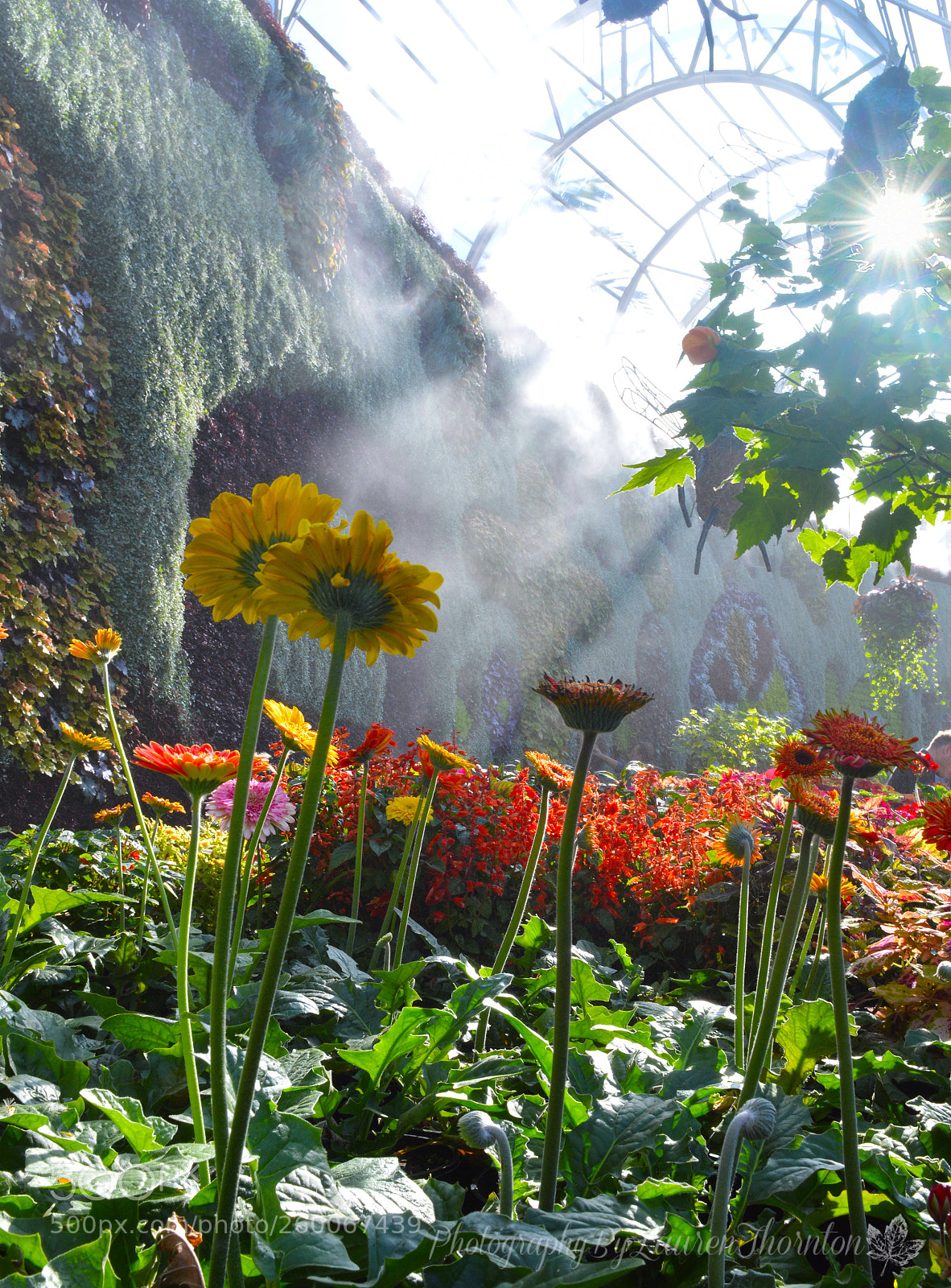 Nikon D3200 sample photo. The calyx at sydney photography