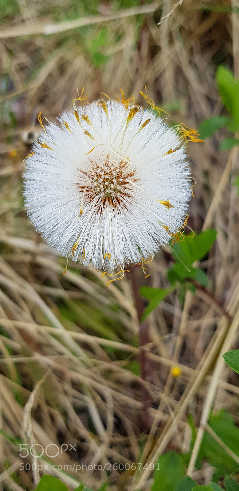 Samsung Galaxy S8 sample photo. Dandelion photography