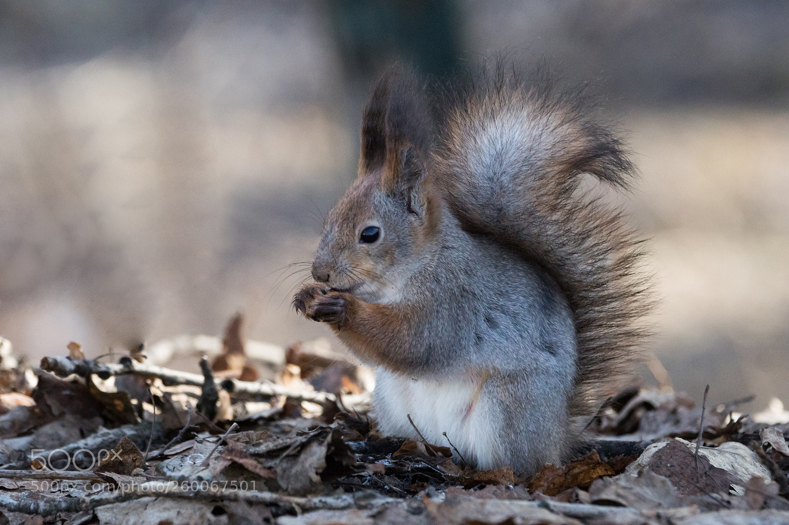 Sony ILCA-77M2 sample photo. Springtime - squirrel found photography