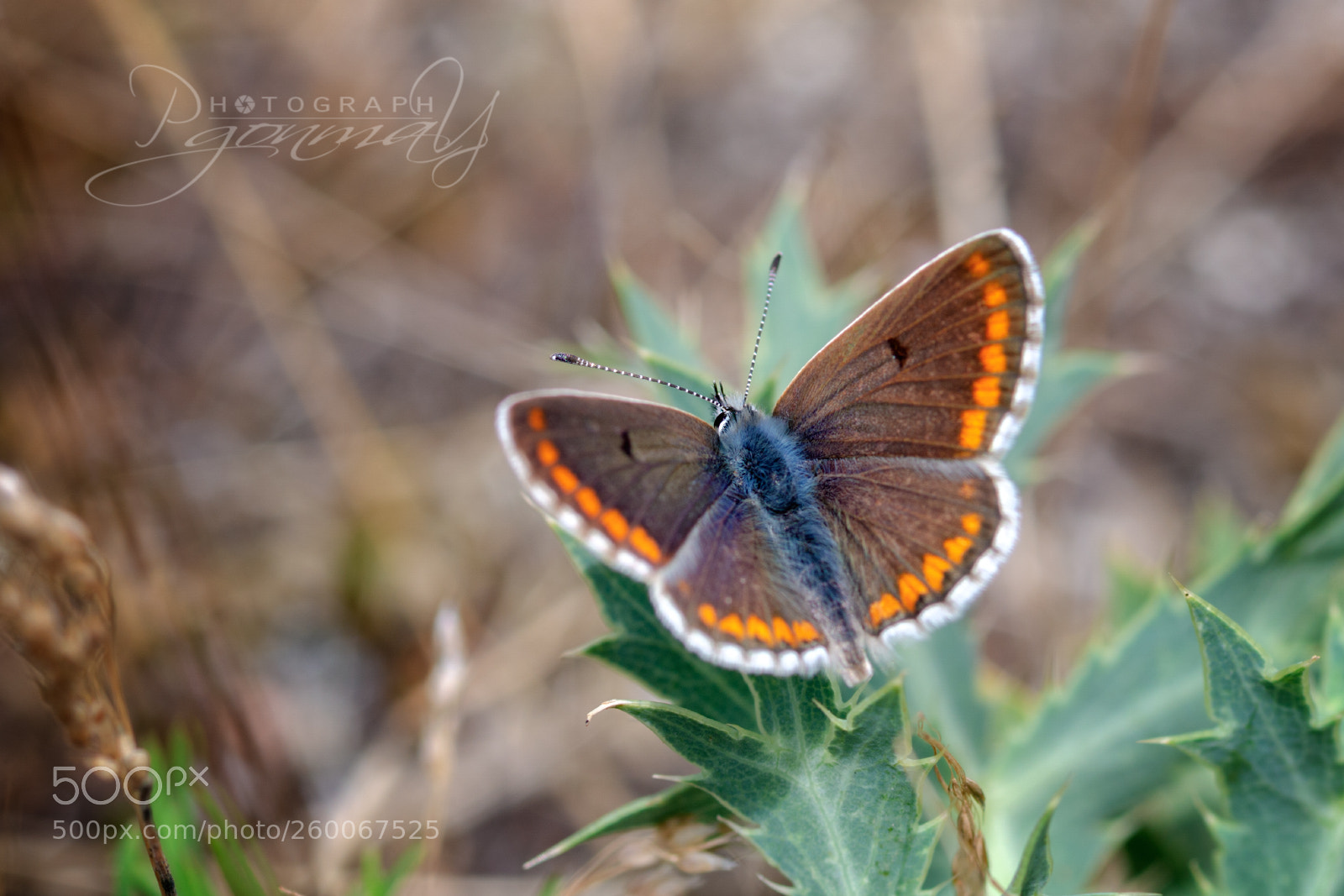 Nikon D7000 sample photo. Aricia cramera photography