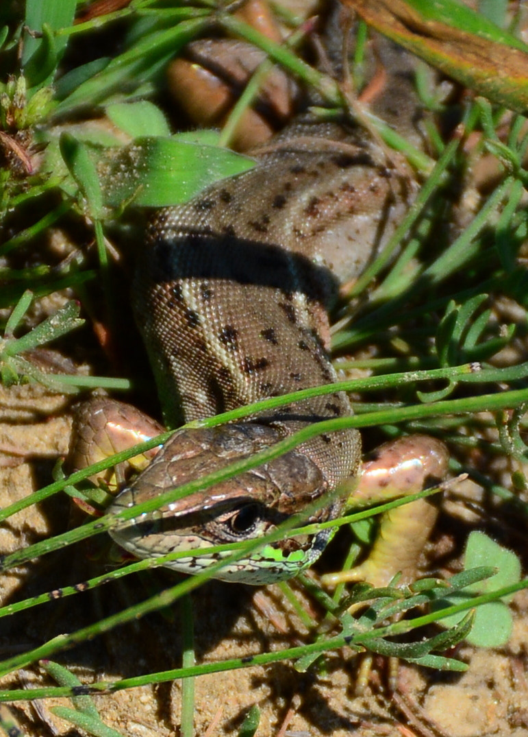 Nikon D7100 sample photo. Lizard photography