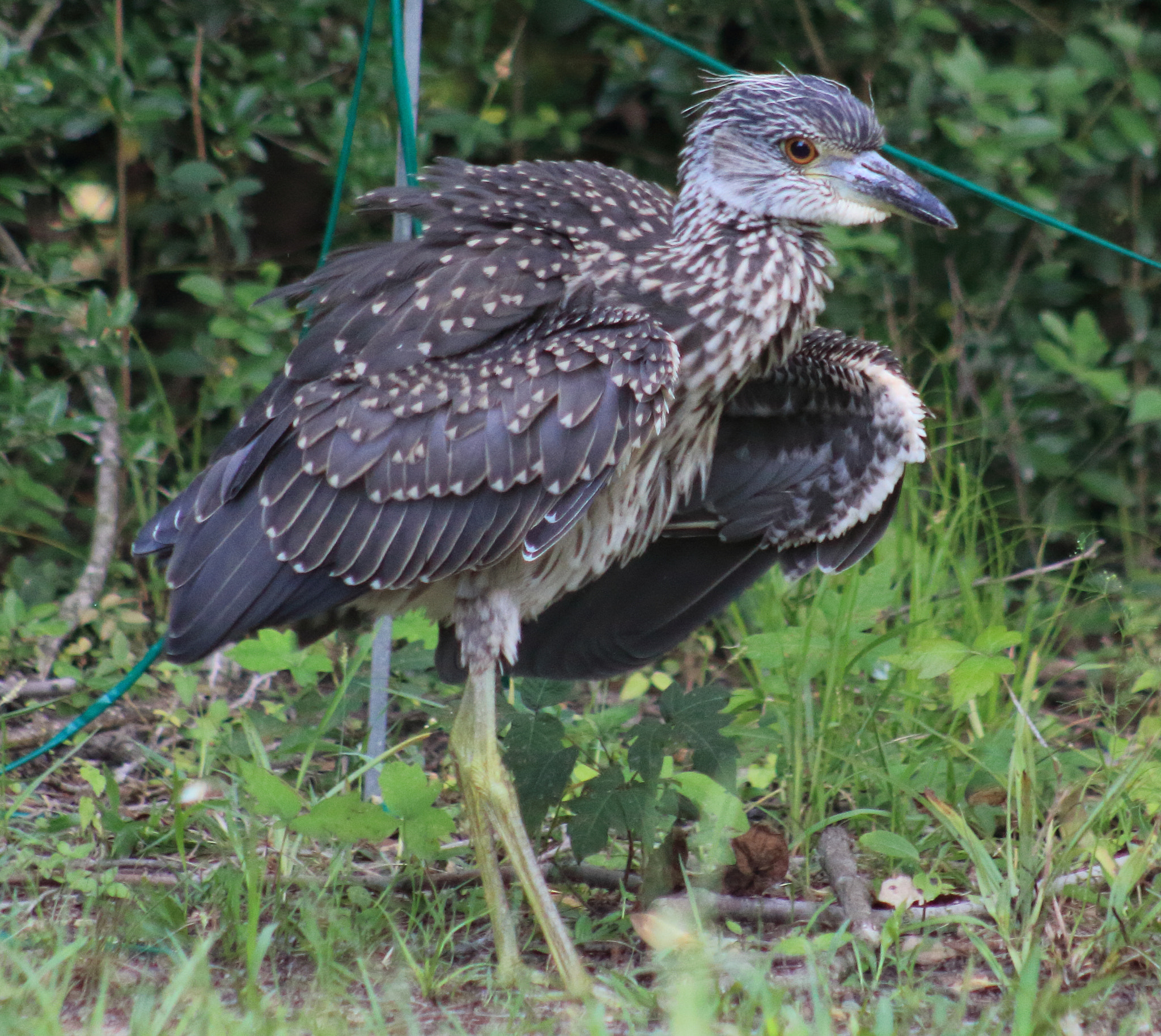 Canon EF 75-300mm f/4-5.6 sample photo. Yellow crowned night heron juvenile photography