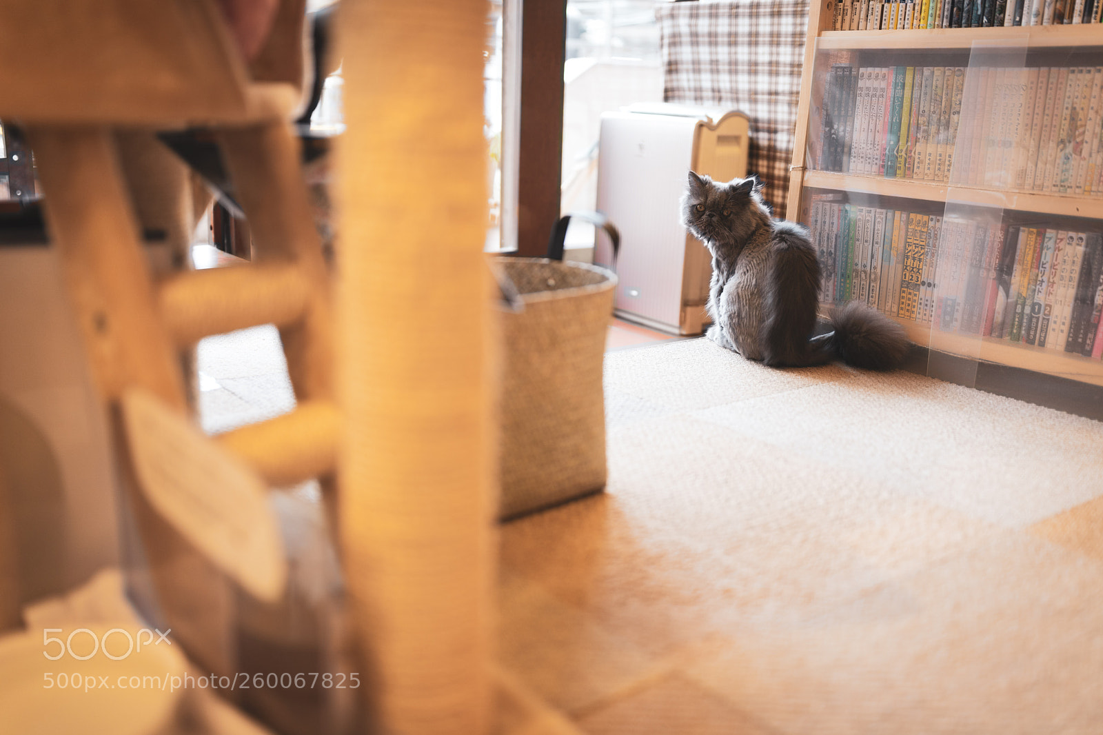 Canon EOS 6D Mark II sample photo. Neko cafe photography