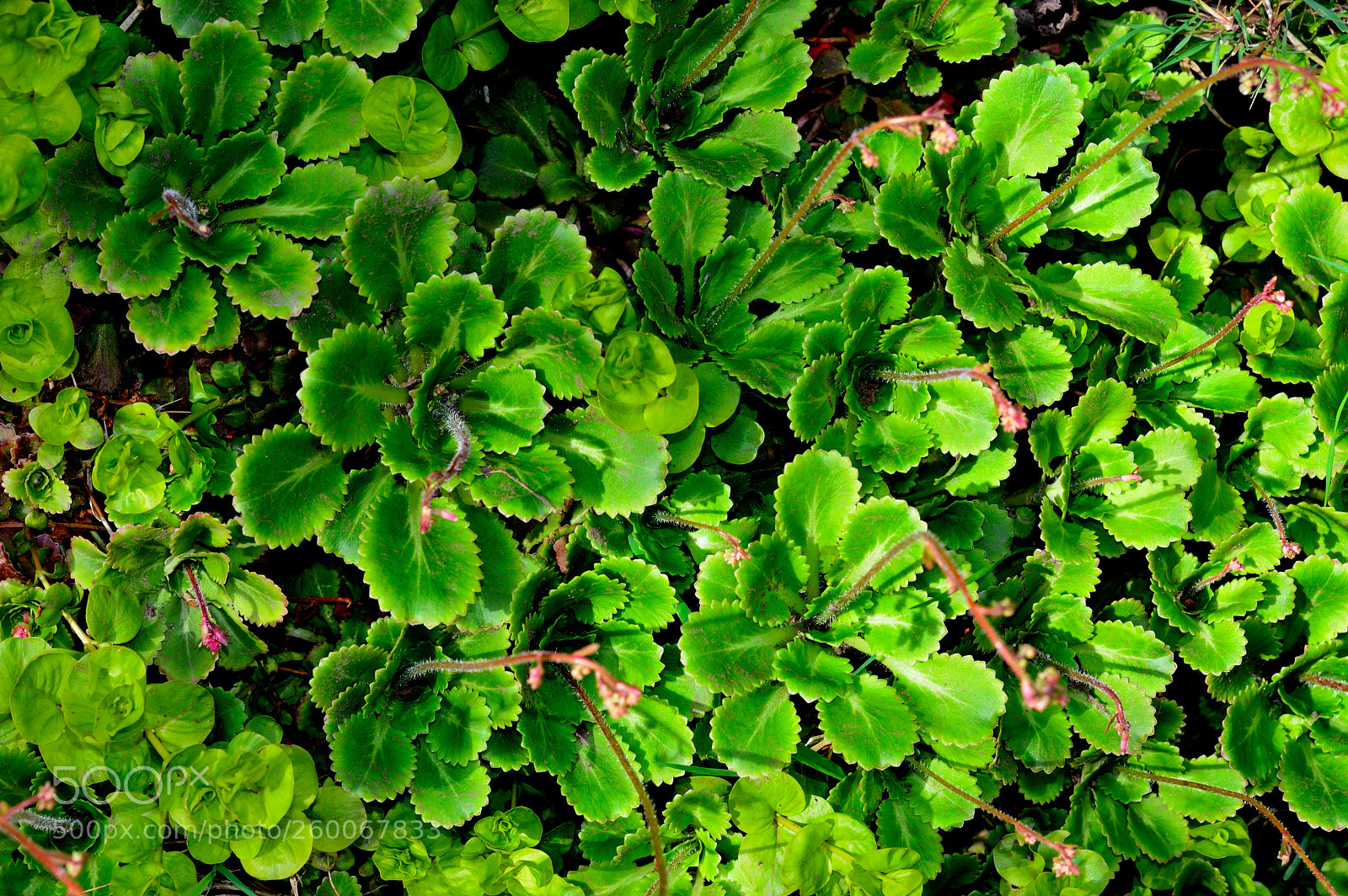 Nikon D3200 sample photo. Liverwort photography