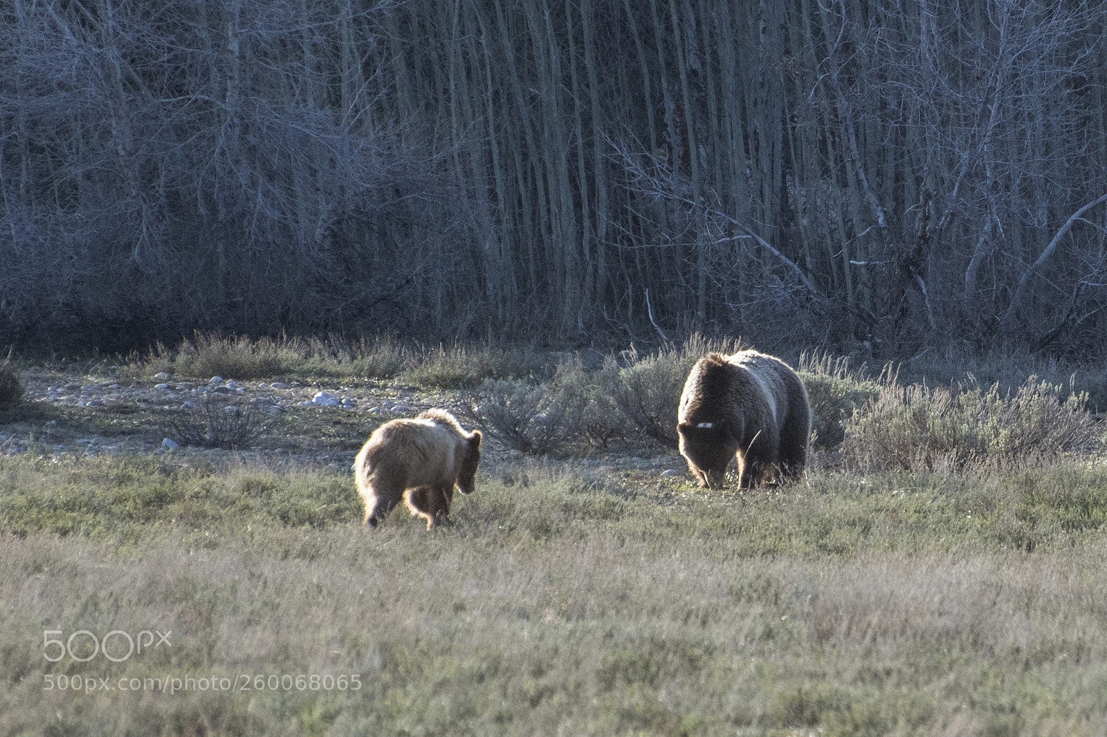 Nikon D500 sample photo. Mother and cub grizzly photography