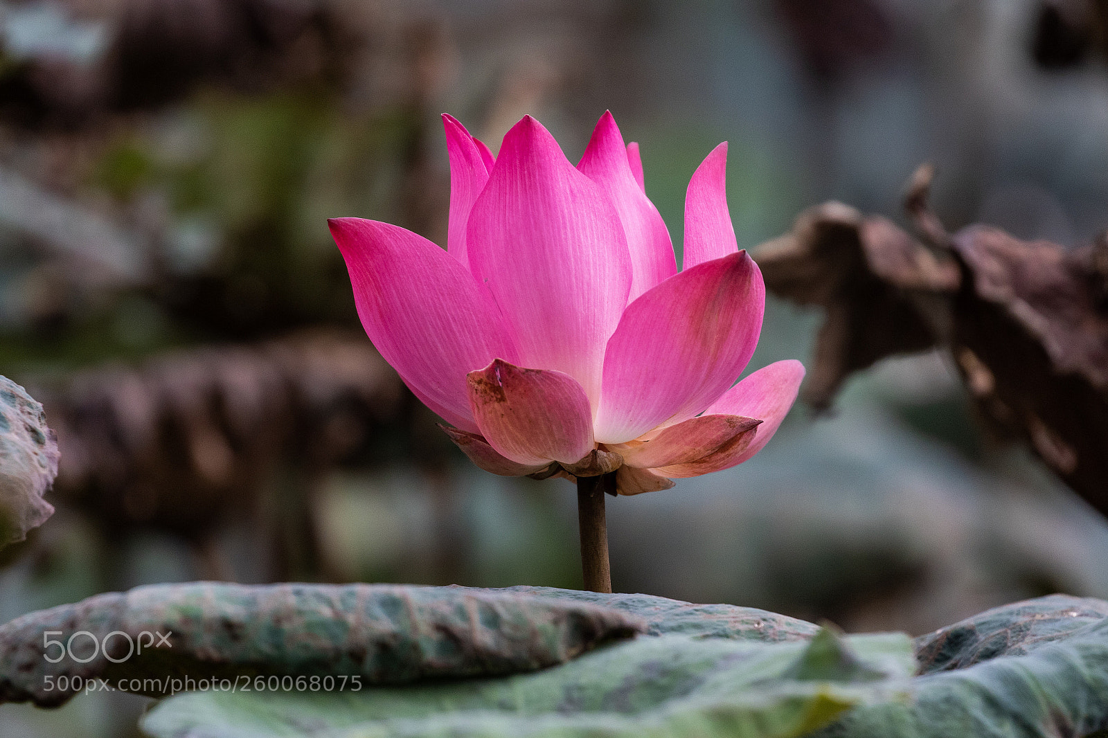 Canon EOS 7D Mark II sample photo. Untitled photography