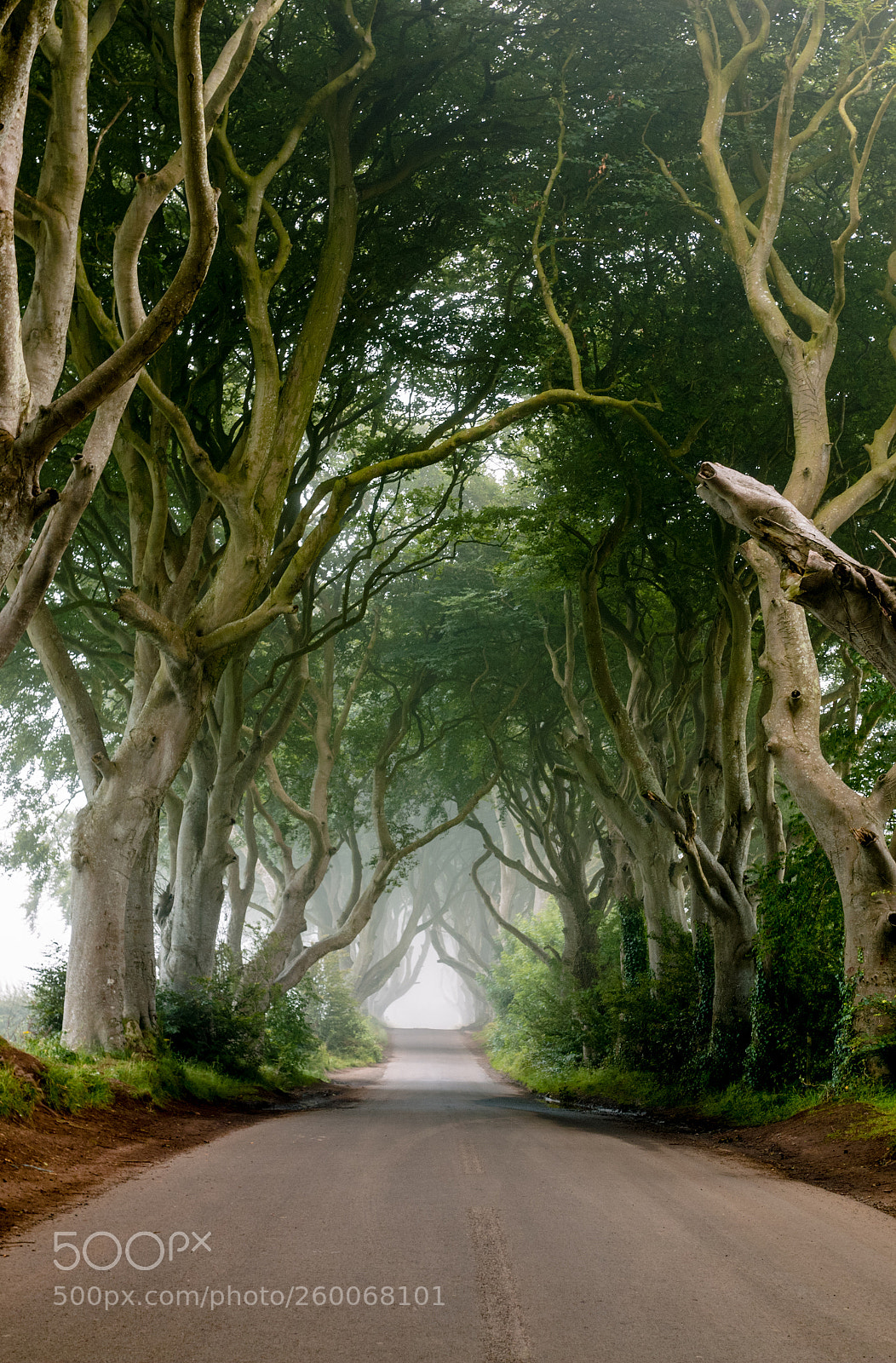 Canon EOS 70D sample photo. Dark hedges photography