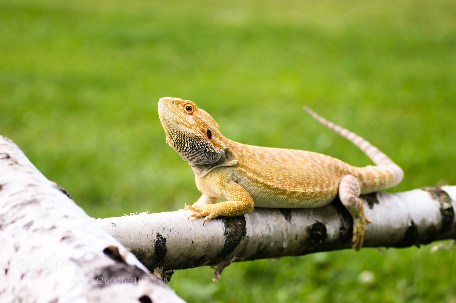 Canon EOS 600D (Rebel EOS T3i / EOS Kiss X5) sample photo. Bearded dragon photography