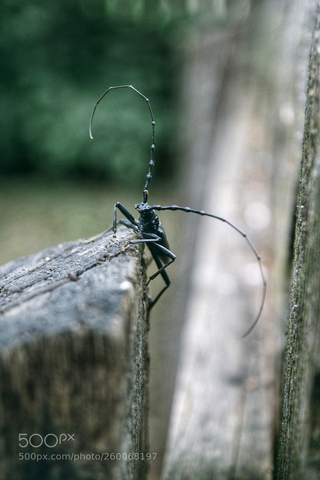 Canon EOS 100D (EOS Rebel SL1 / EOS Kiss X7) sample photo. Little bug photography