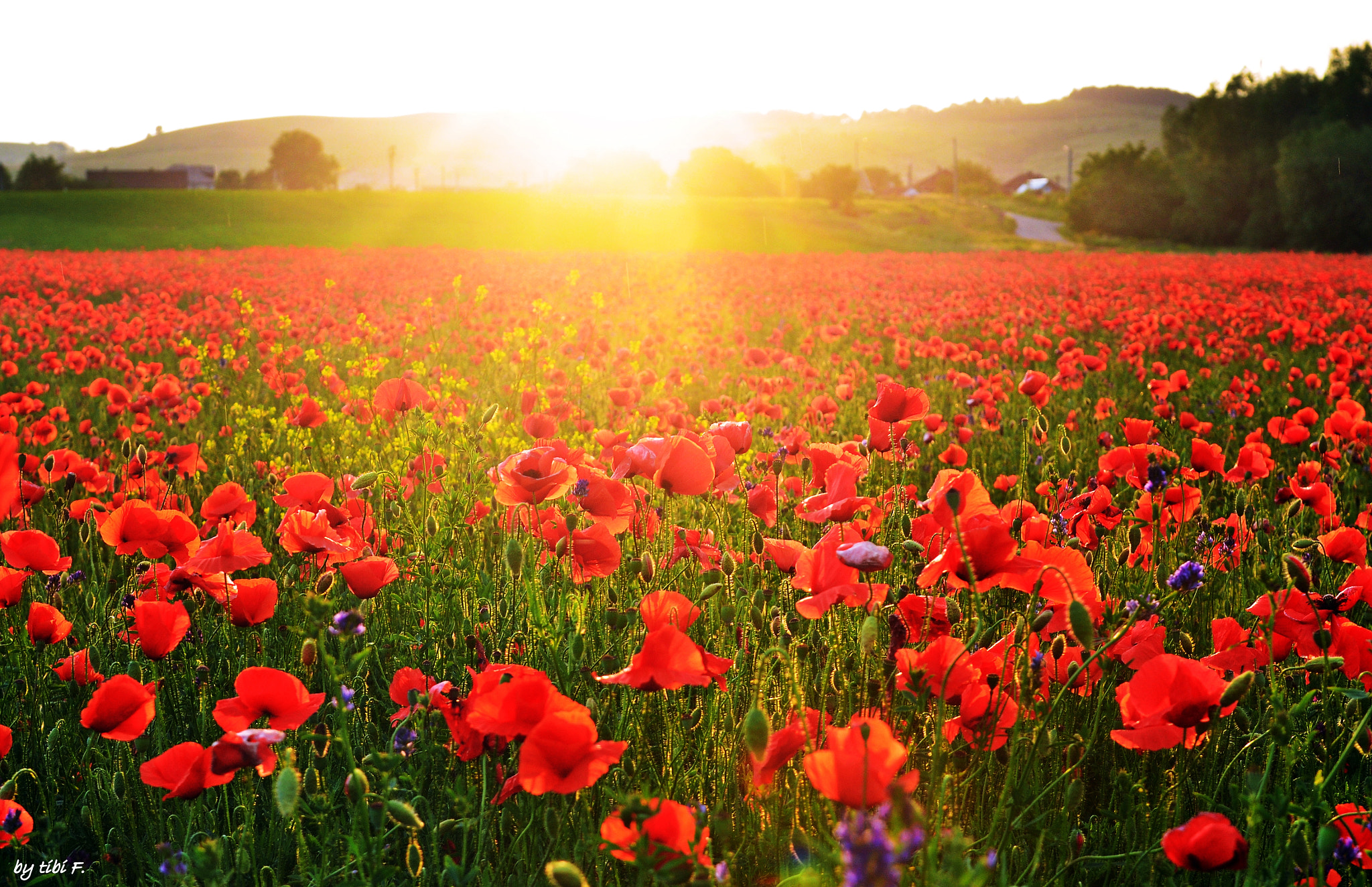 Nikon AF-S Nikkor 24-120mm F4G ED VR sample photo. Golden red field photography