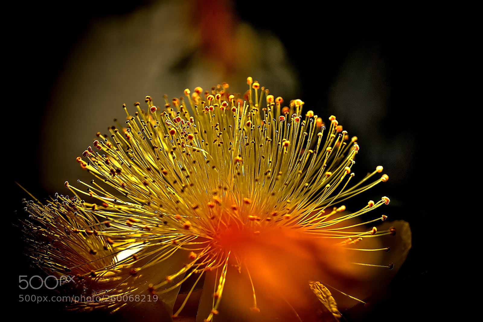 Sony a7R sample photo. Hypericum monogynum 2 photography
