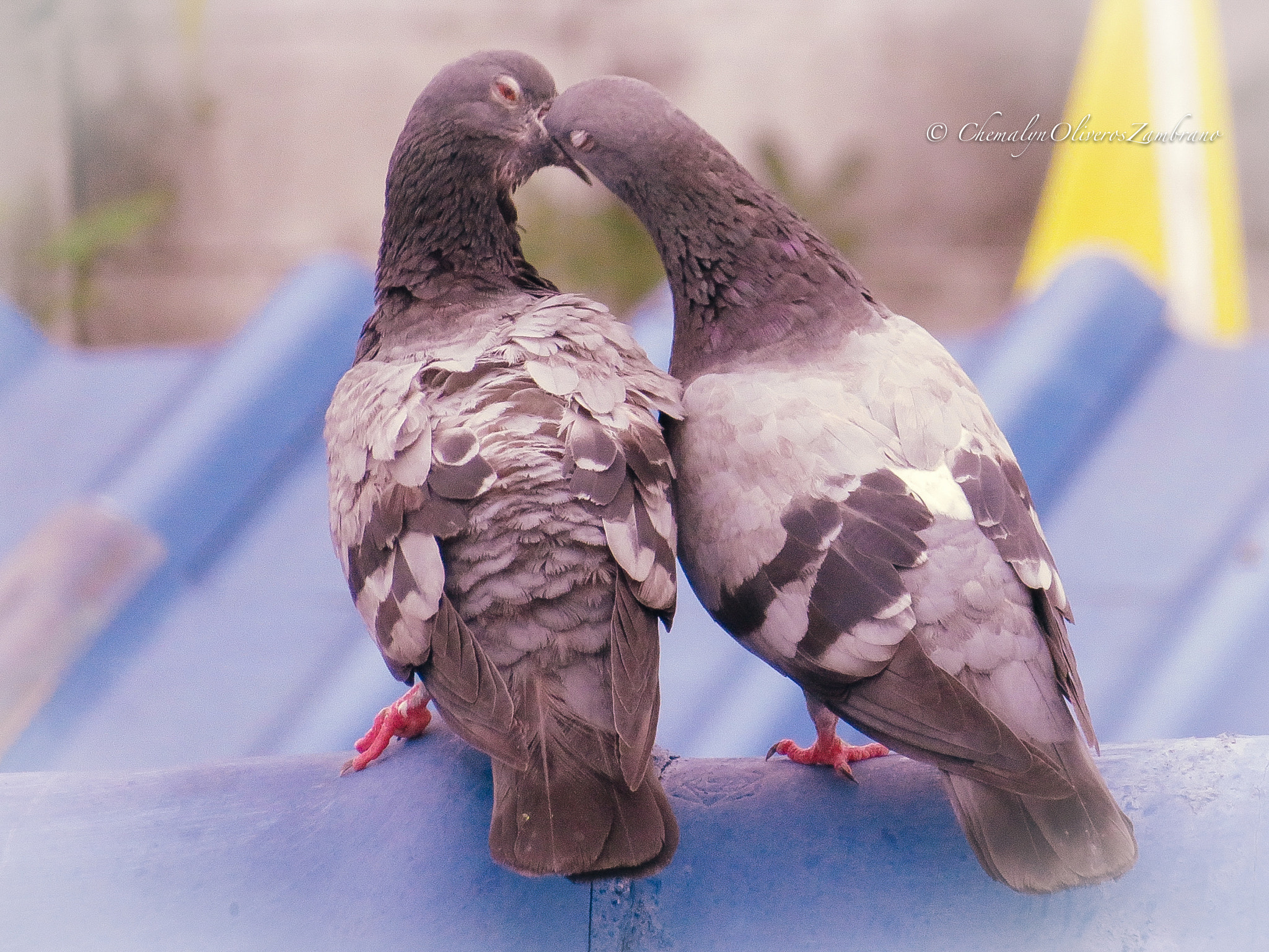 Canon PowerShot SX730 HS sample photo. Let me kiss you like it's my last kiss today photography