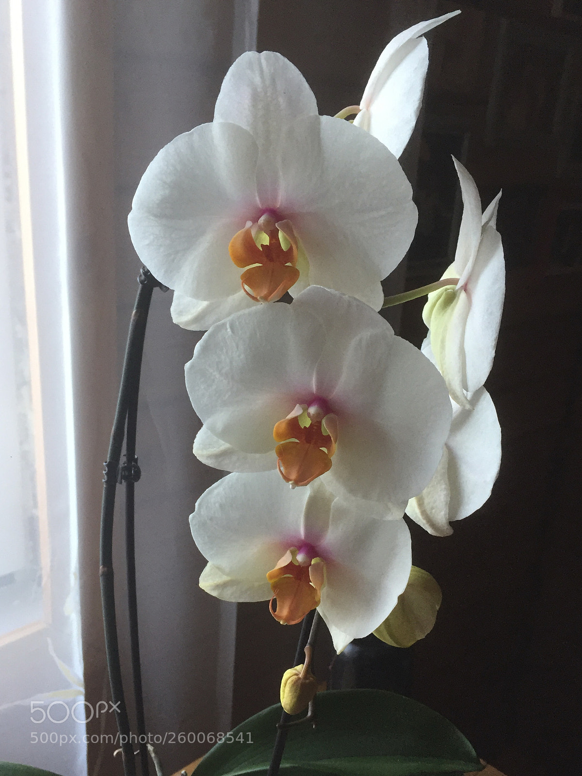 Apple iPhone 6 sample photo. Orchid photography
