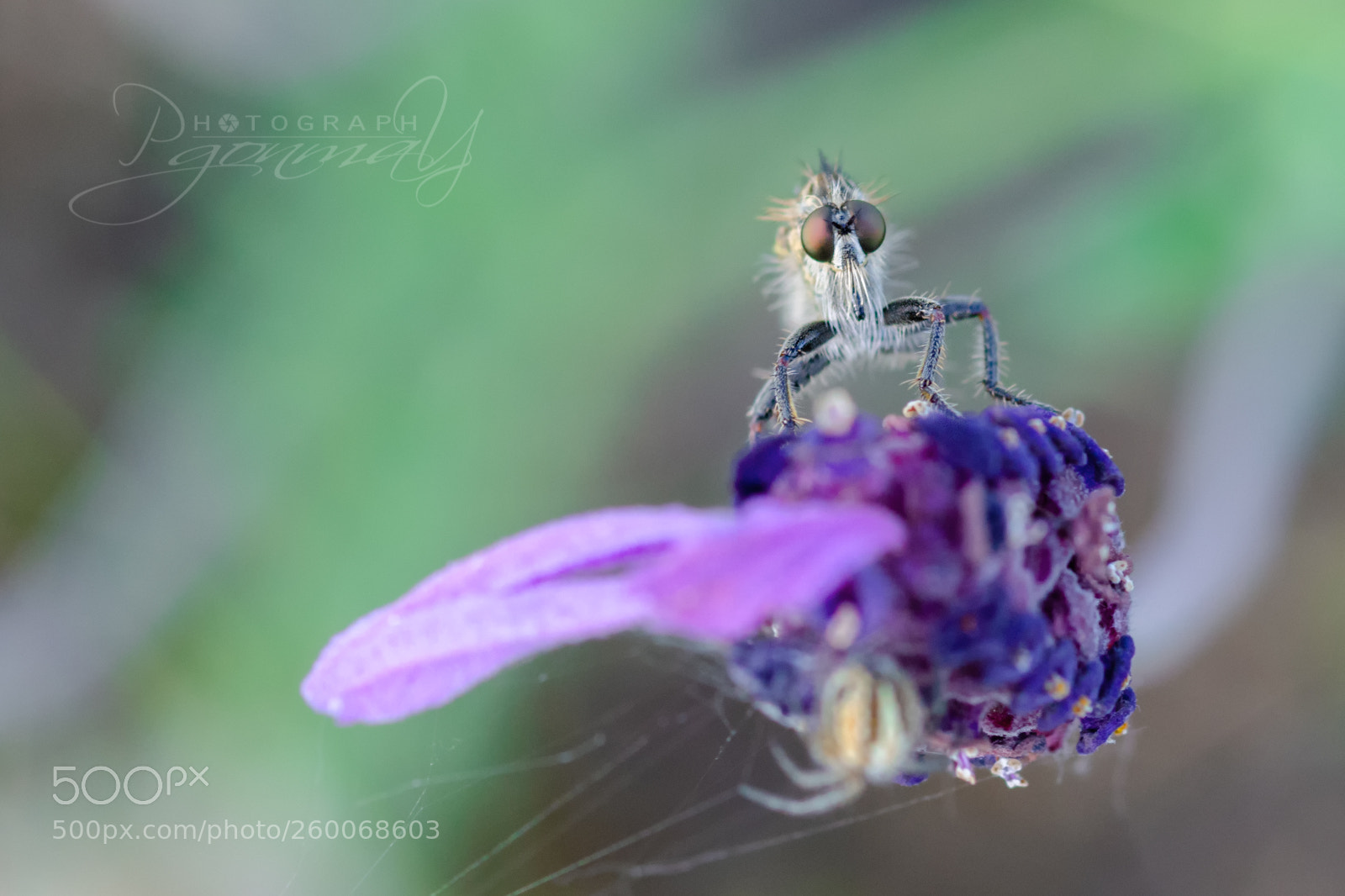 Nikon D7000 sample photo. Hello!!! how are you? photography