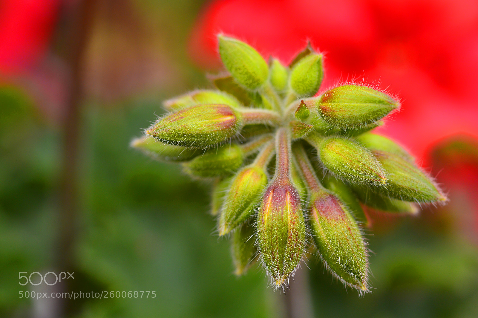Nikon D3200 sample photo. Spring neture......macro photography