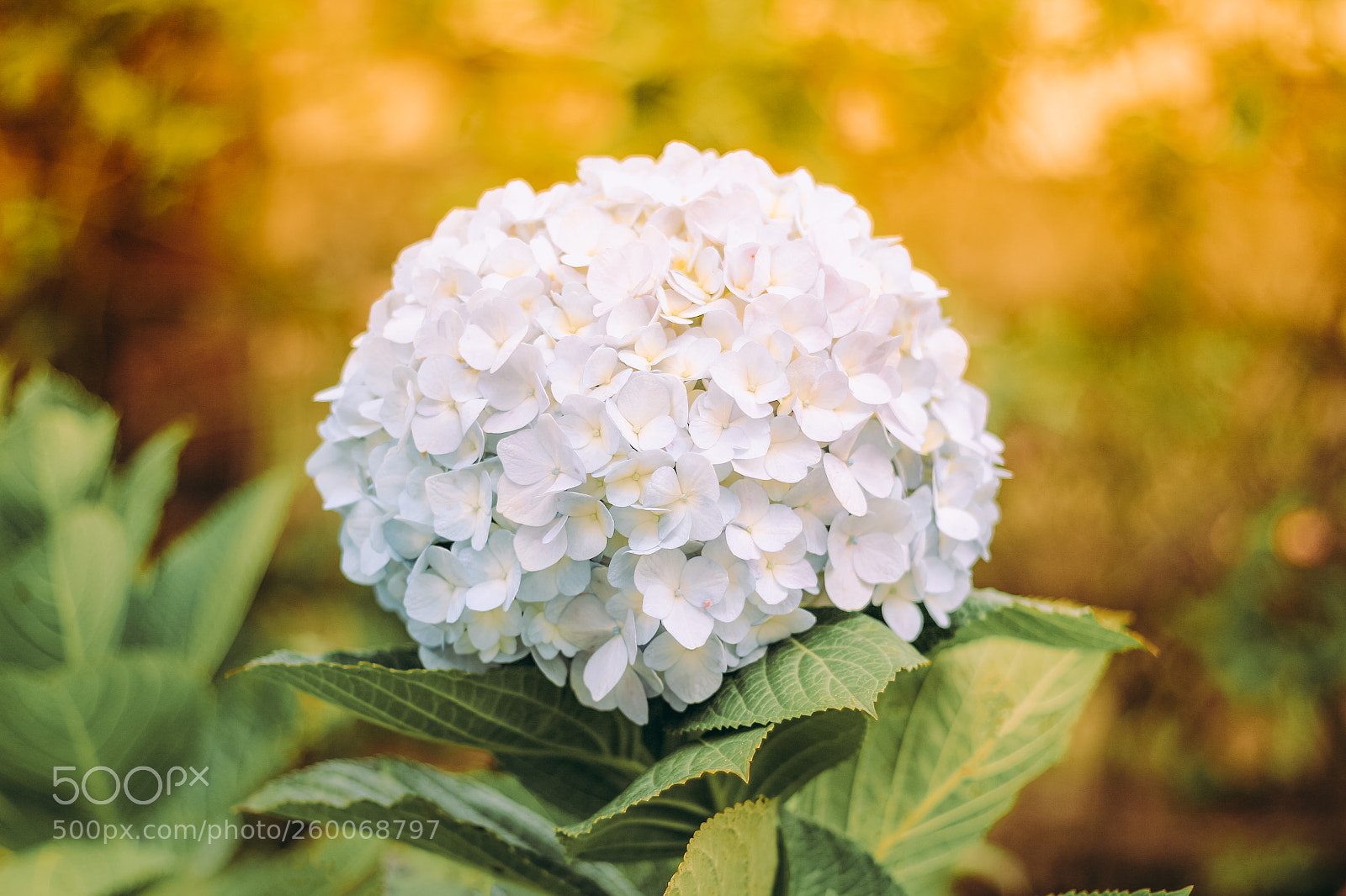 Canon EOS 700D (EOS Rebel T5i / EOS Kiss X7i) sample photo. Hortensia photography