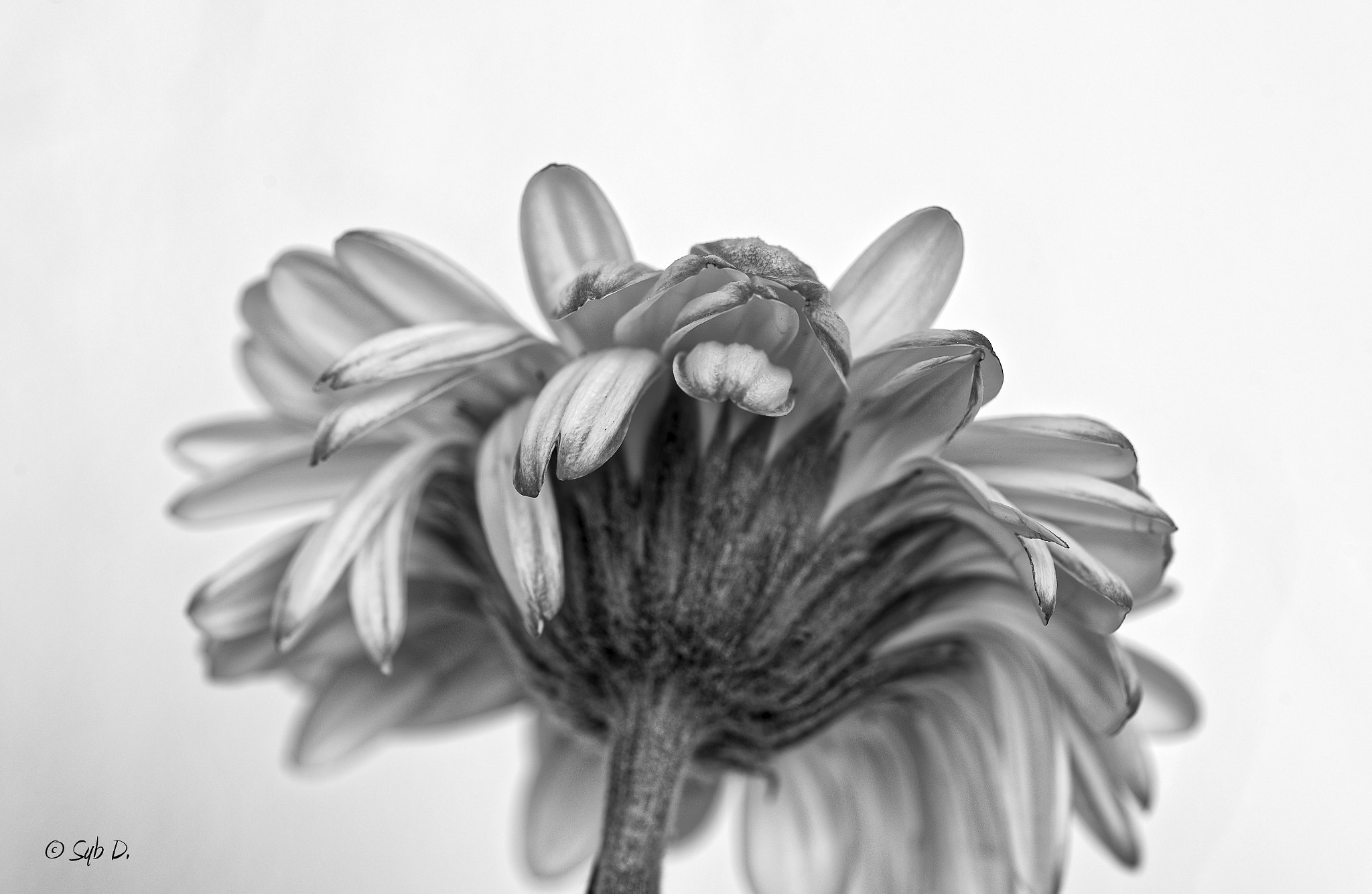 Nikon D750 + Sigma 105mm F2.8 EX DG OS HSM sample photo. Gerbera... "epanouissez-vous là où vous êtes planté" photography