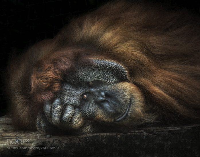 Nikon D4 sample photo. Sumatran orangutang photography