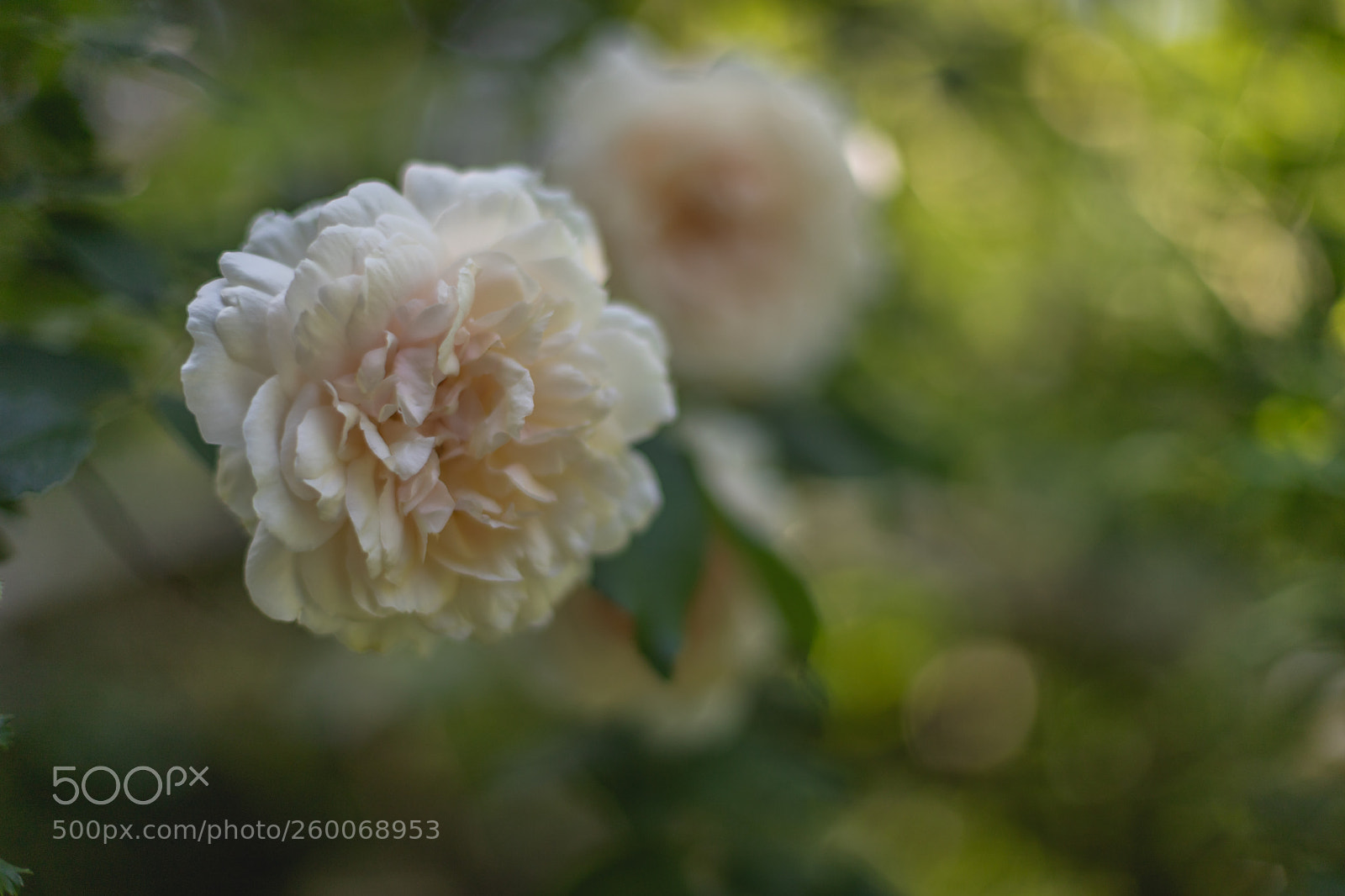 Canon EOS 6D Mark II sample photo. Pfingstrose photography