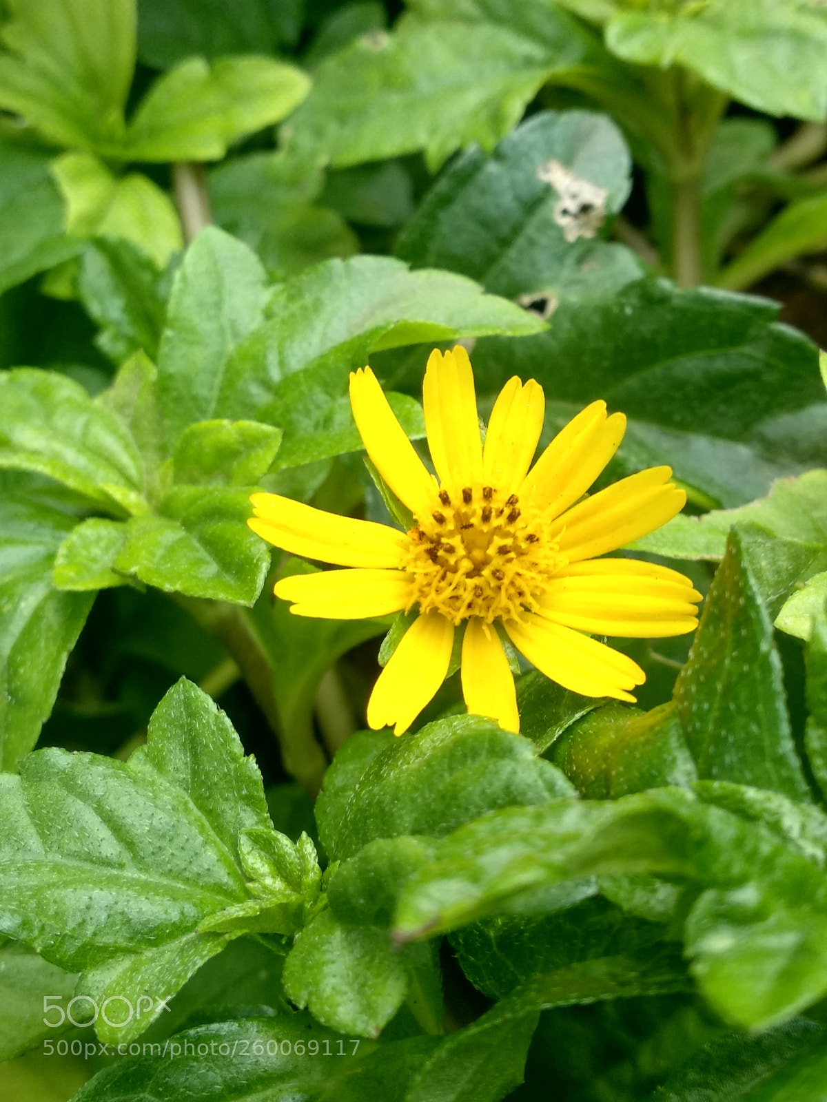Xiaomi Mi A1 sample photo. Untitled photography