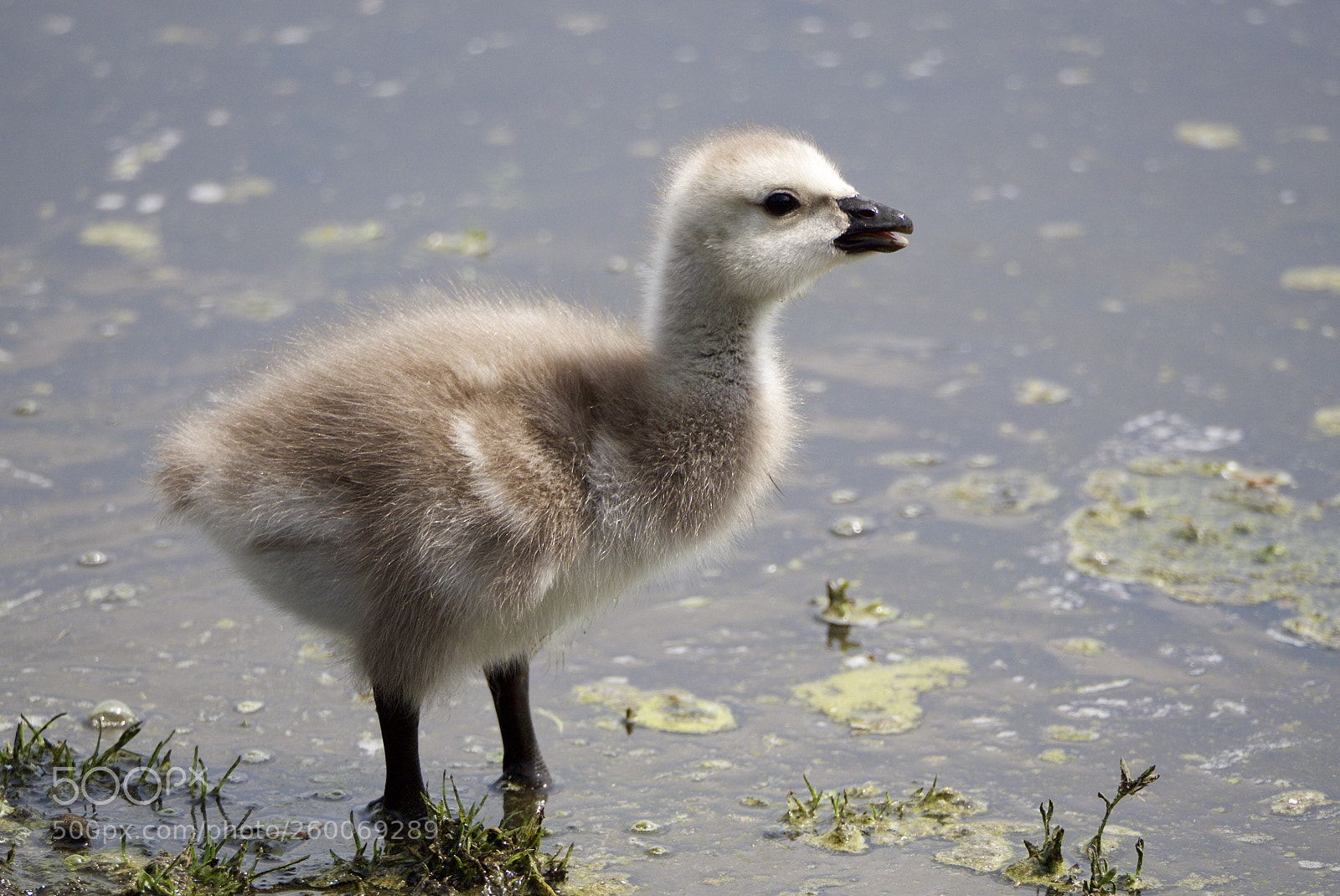 Olympus OM-D E-M10 II sample photo. Cute, little and fluffy  photography