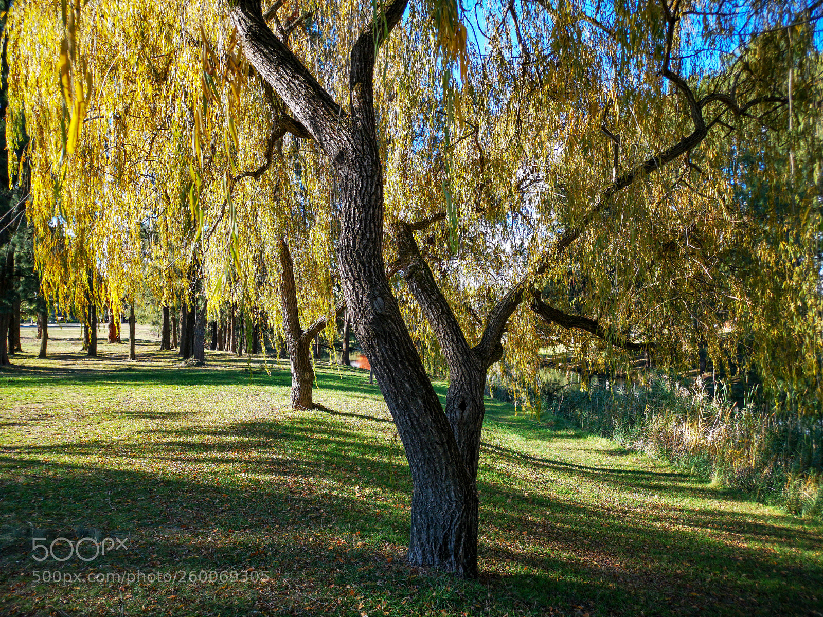 HUAWEI CLT-L29 sample photo. Around australian national university photography