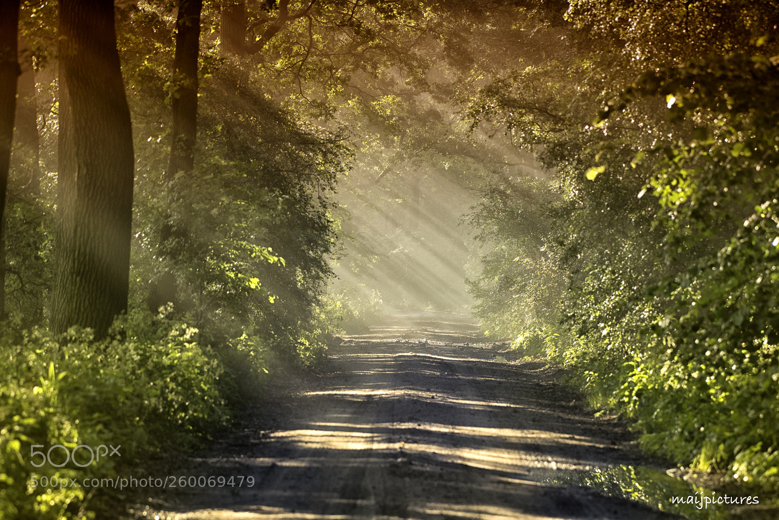 Nikon D750 sample photo. Sun rays photography