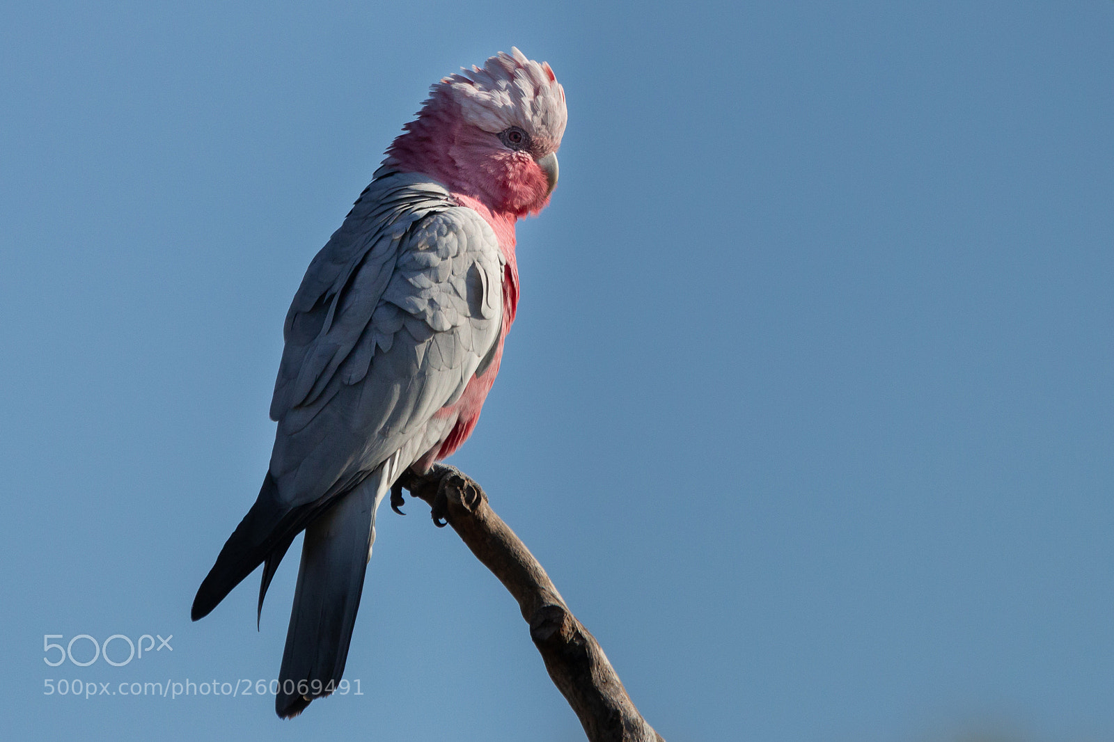 Canon EOS 70D sample photo. Galah photography