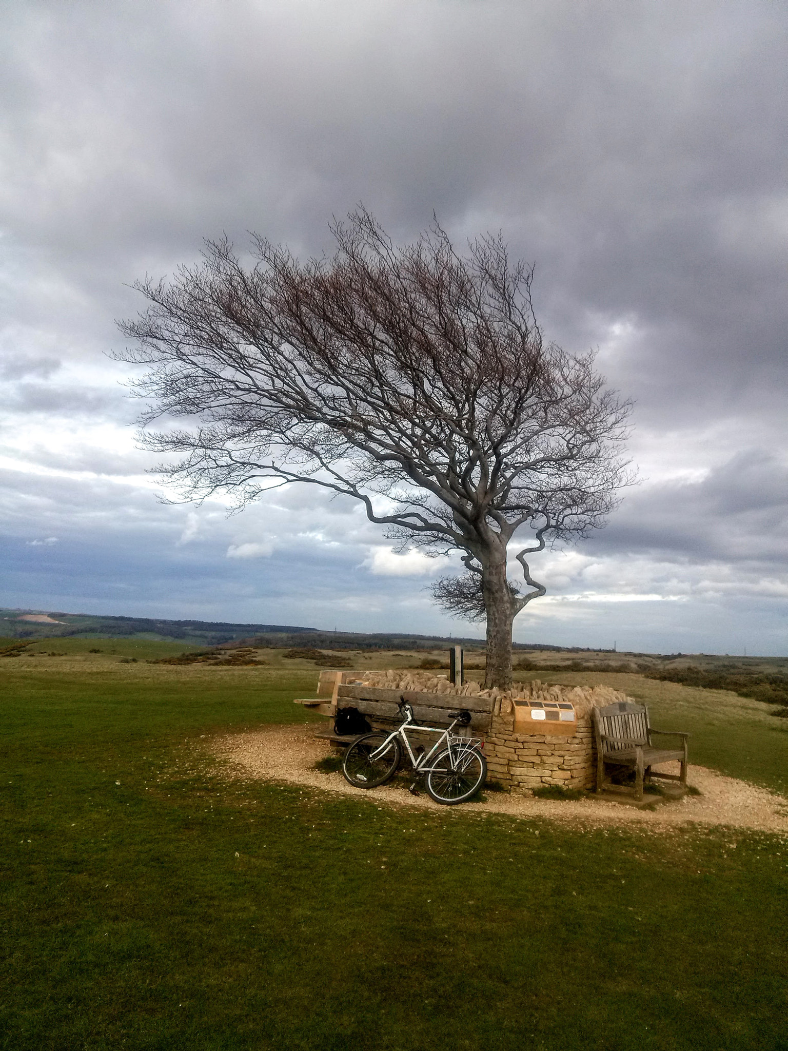 LG OPTIMUS L7 II sample photo. Tree in clouds photography