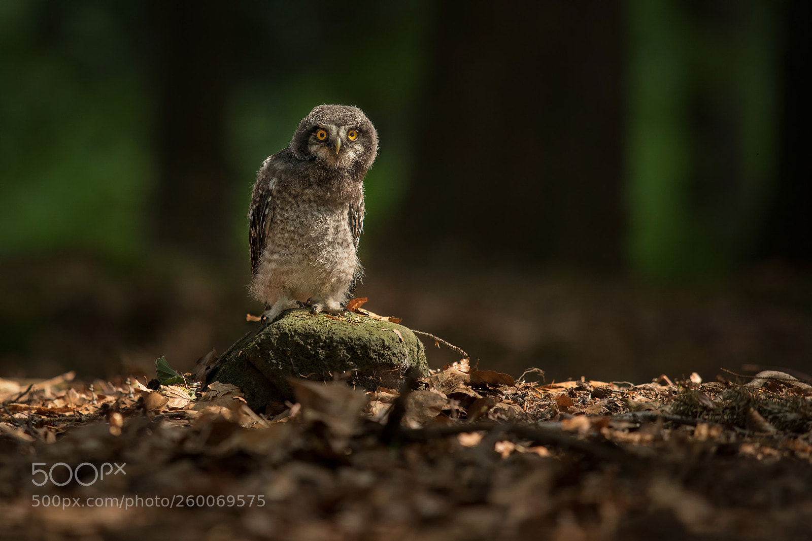 Canon EOS 5D Mark IV sample photo. Hawk owl surnia ulula photography