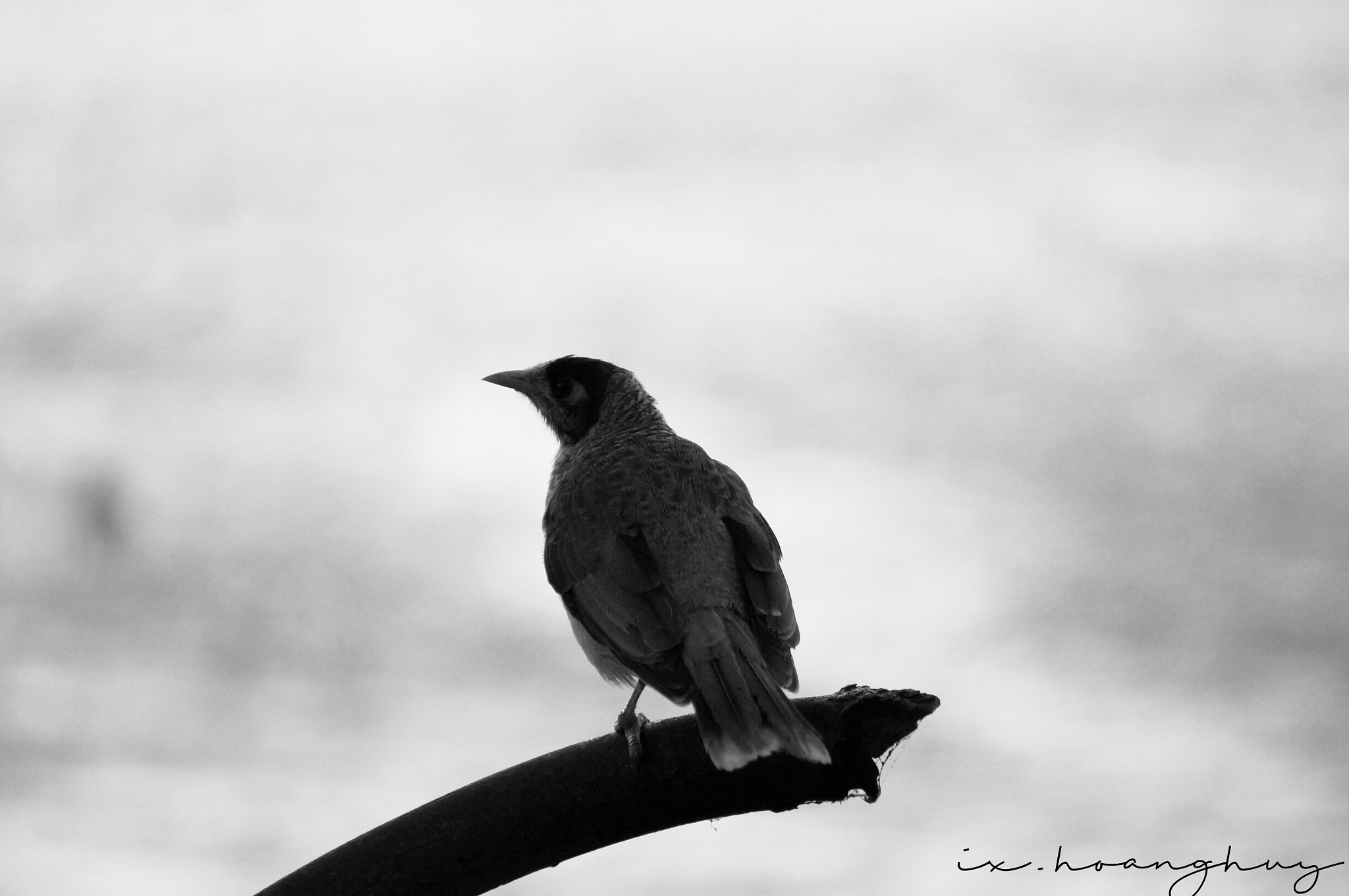 Sony Alpha NEX-5T sample photo. Wild bird photography