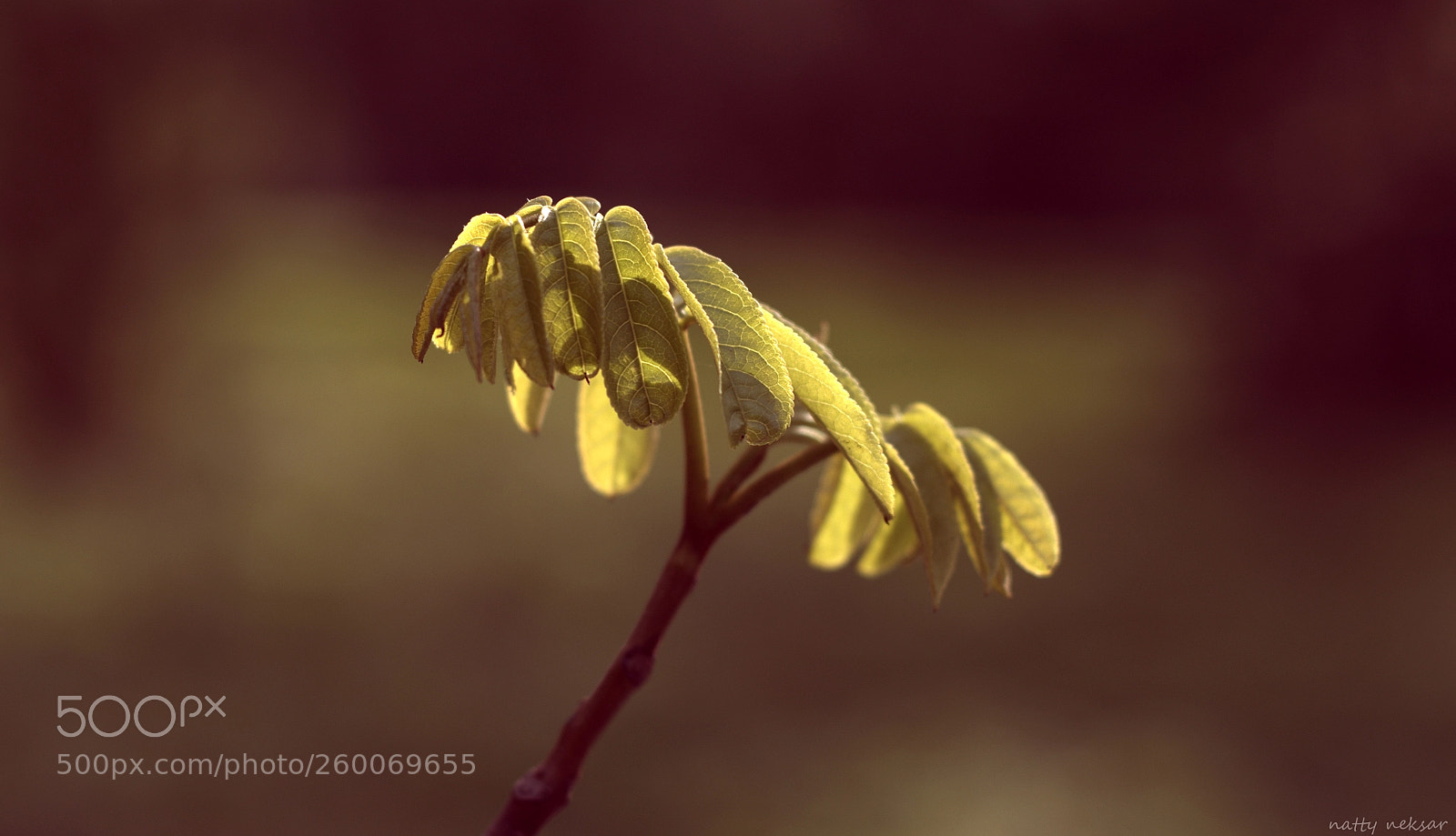 Nikon D5300 sample photo. #springtime...14 photography