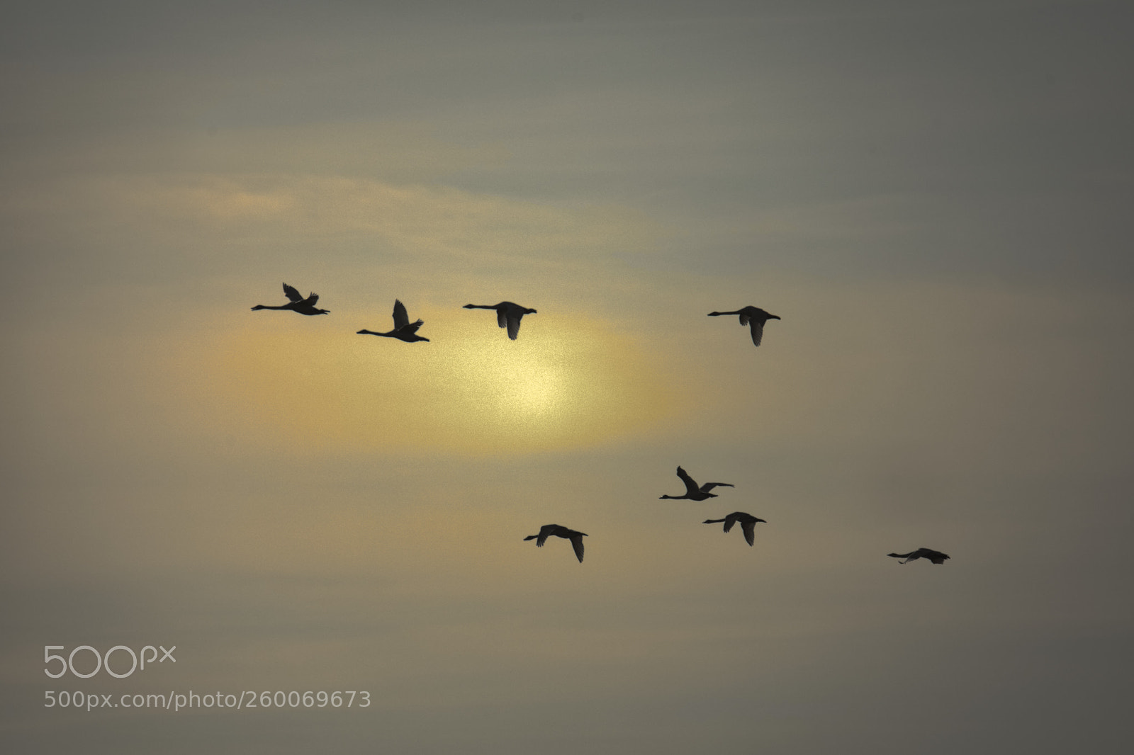 Canon EOS 6D sample photo. Swanharmony silhuetto photography