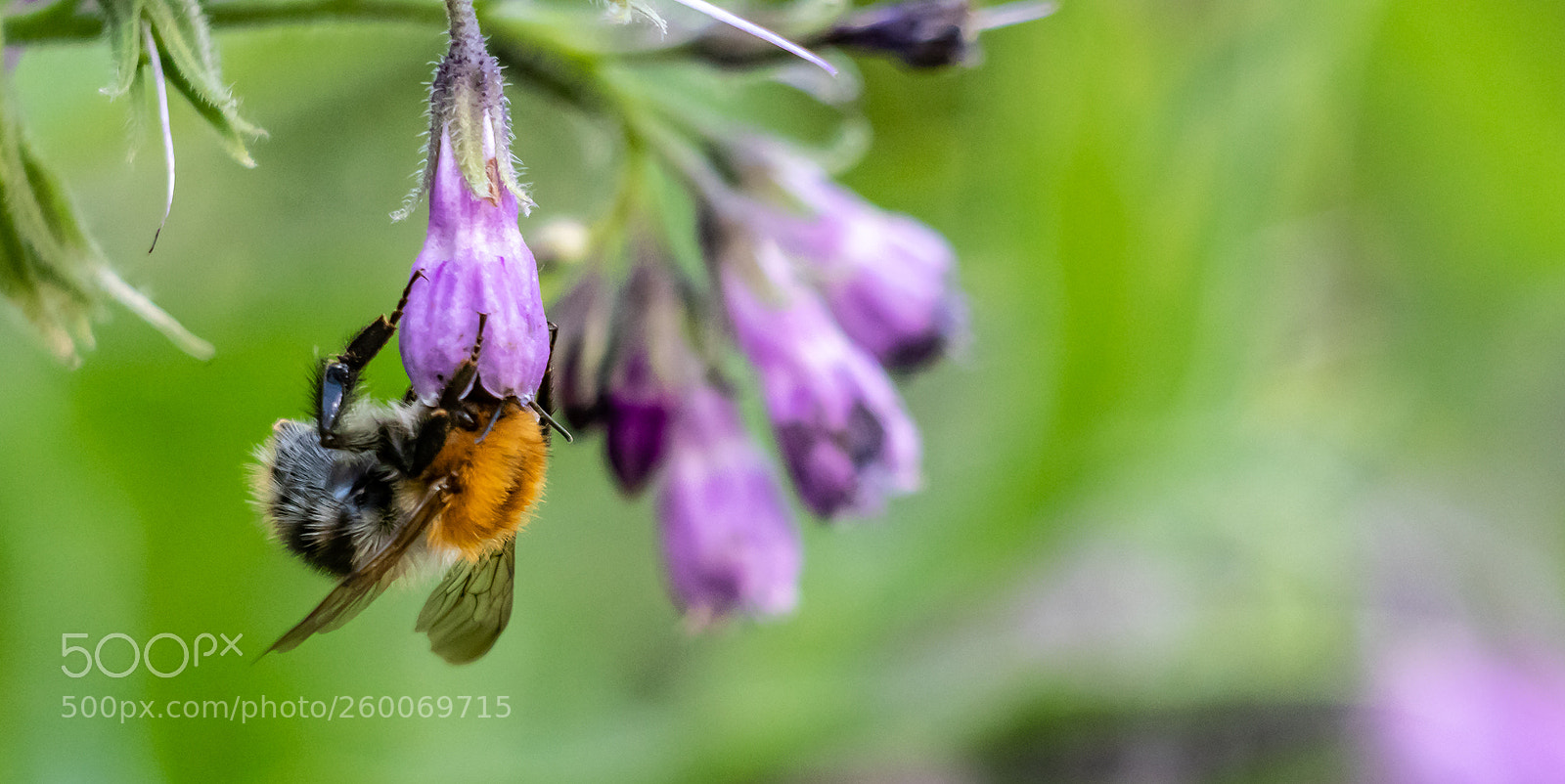 Canon EOS 80D sample photo. Hummel photography