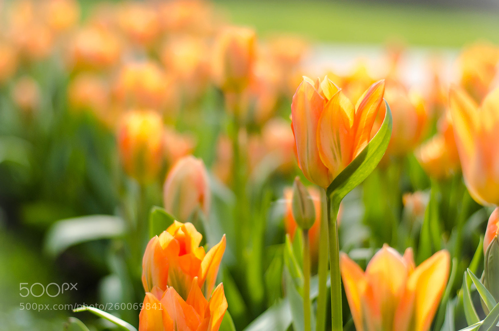 Nikon D5100 sample photo. Tulips photography
