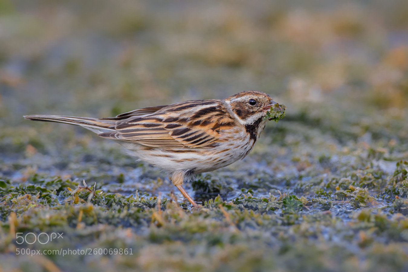 Canon EOS 5D Mark IV sample photo. Reed bunting photography