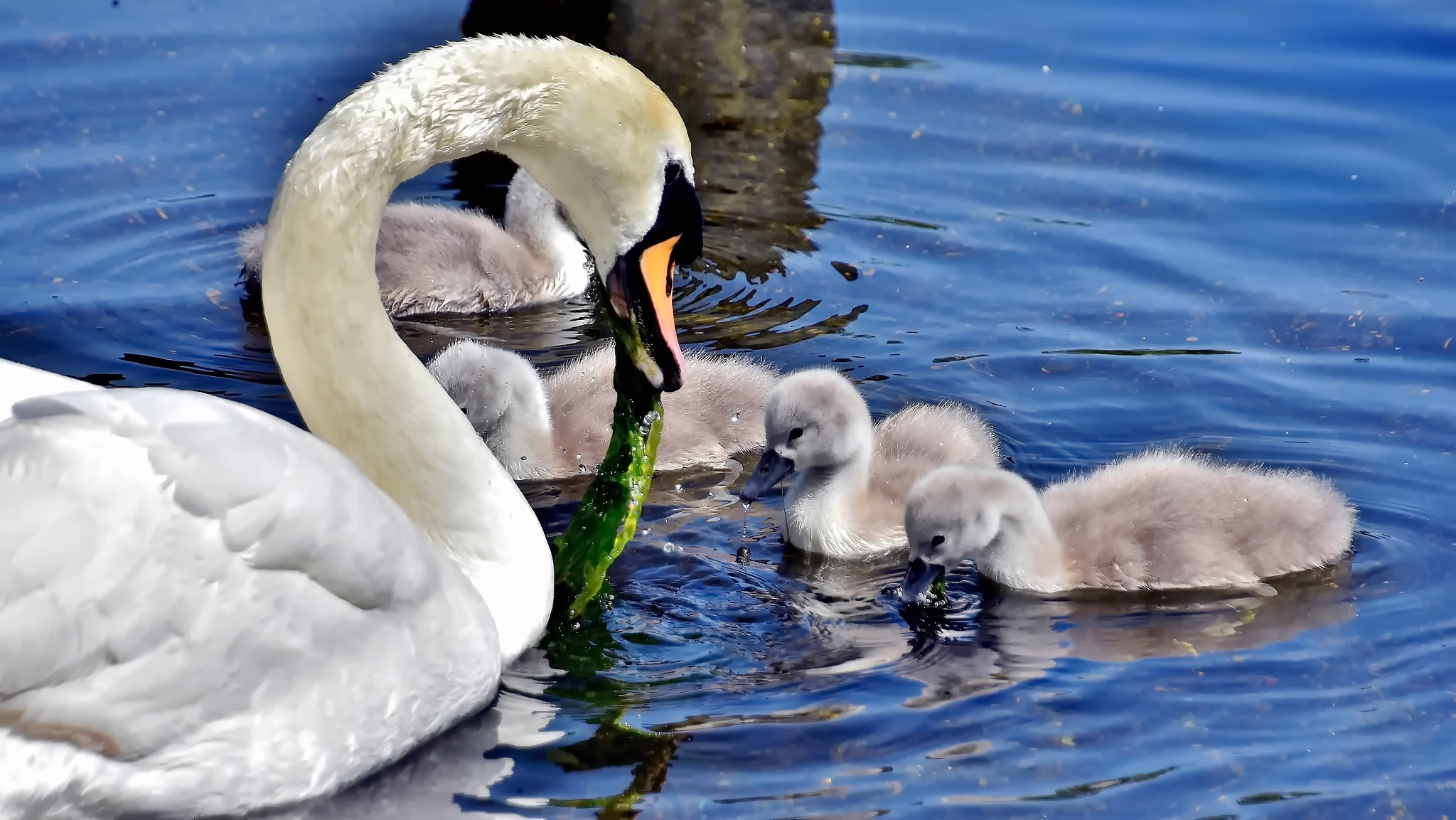 Nikon D7200 sample photo. Watch and learn... photography
