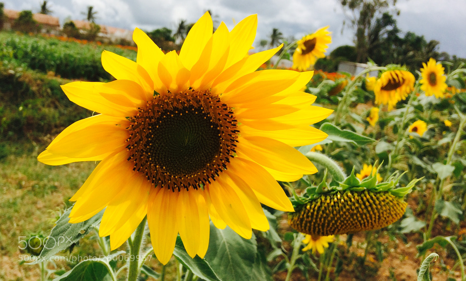 Apple iPhone 5s sample photo. [sun] photography