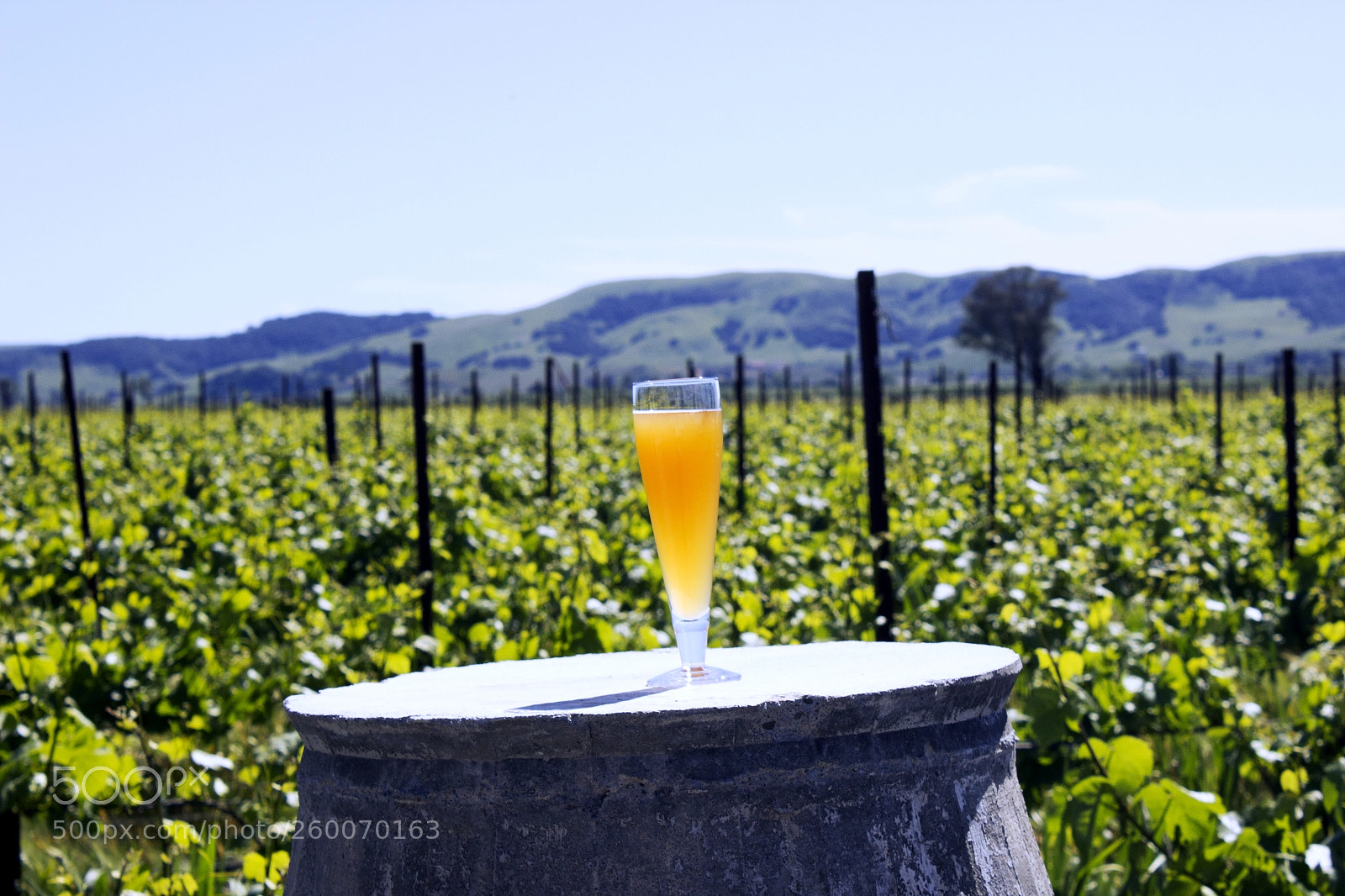Canon EOS 600D (Rebel EOS T3i / EOS Kiss X5) sample photo. A drink in a photography
