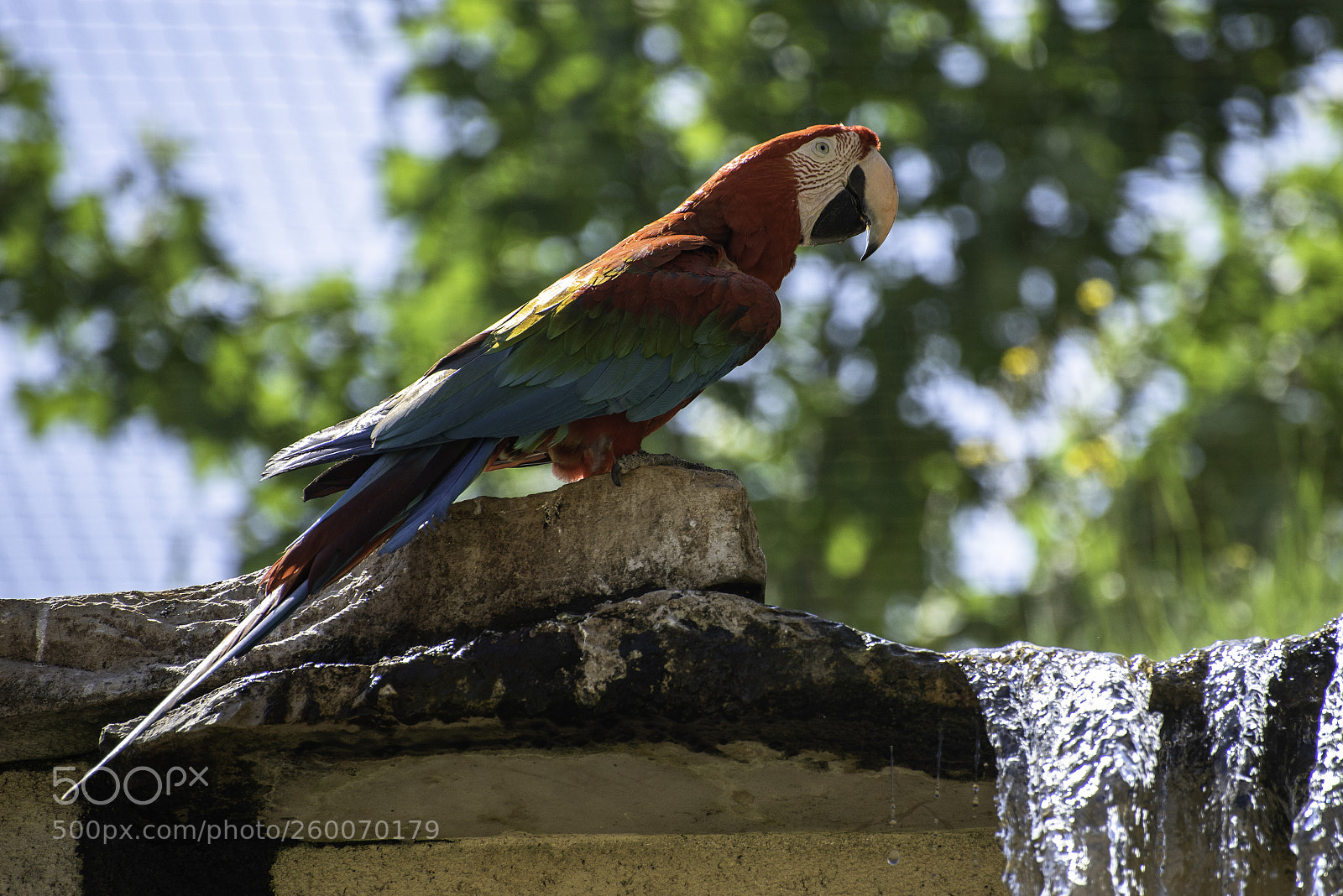 Nikon D750 sample photo. Ara à ailes vertes photography
