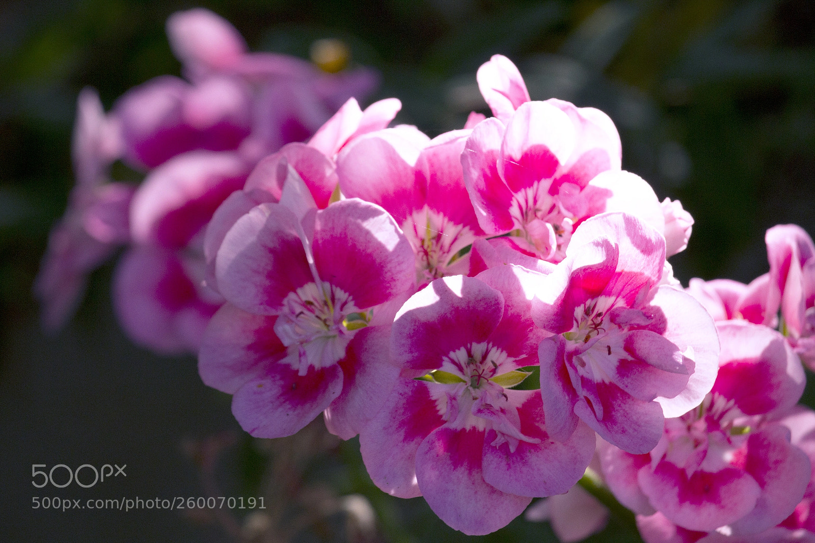 Canon EOS 600D (Rebel EOS T3i / EOS Kiss X5) sample photo. A time for flowers photography