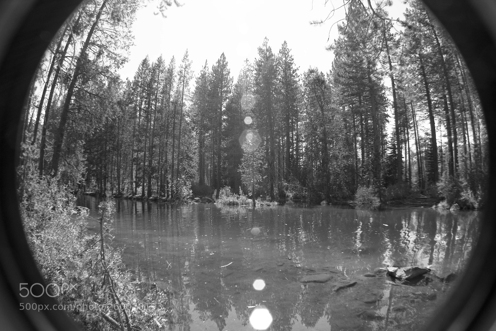 Canon EOS 600D (Rebel EOS T3i / EOS Kiss X5) sample photo. A life in pines photography