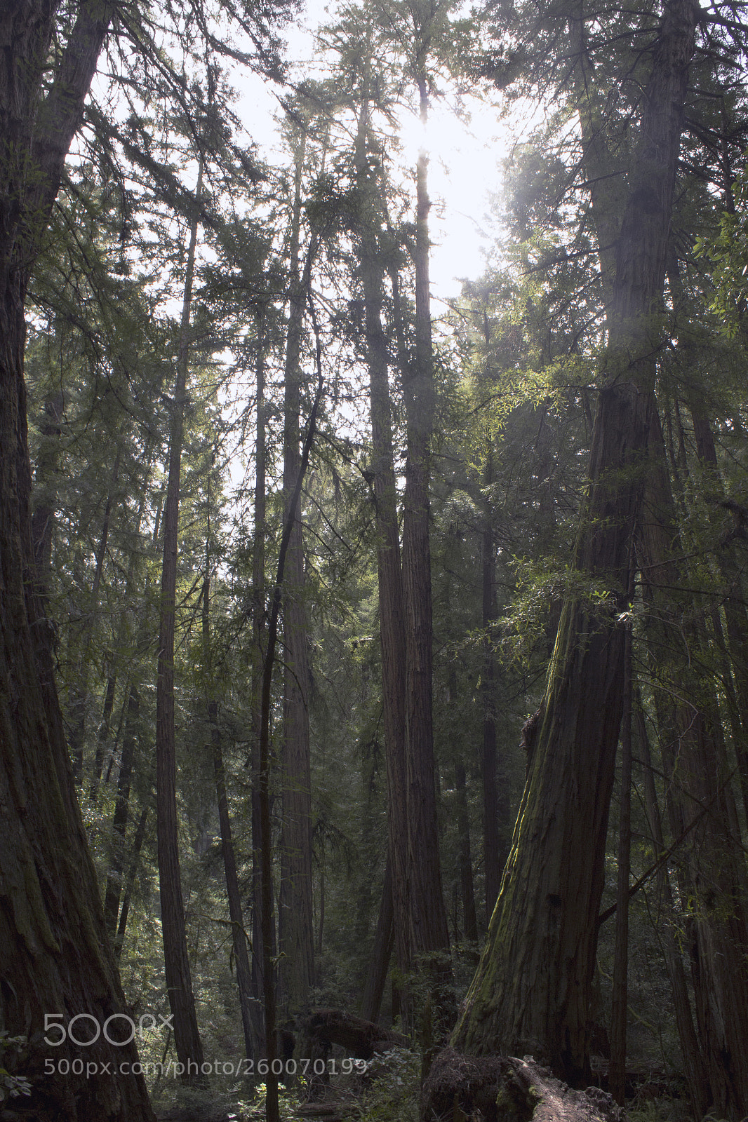 Canon EOS 600D (Rebel EOS T3i / EOS Kiss X5) sample photo. An old growth photography