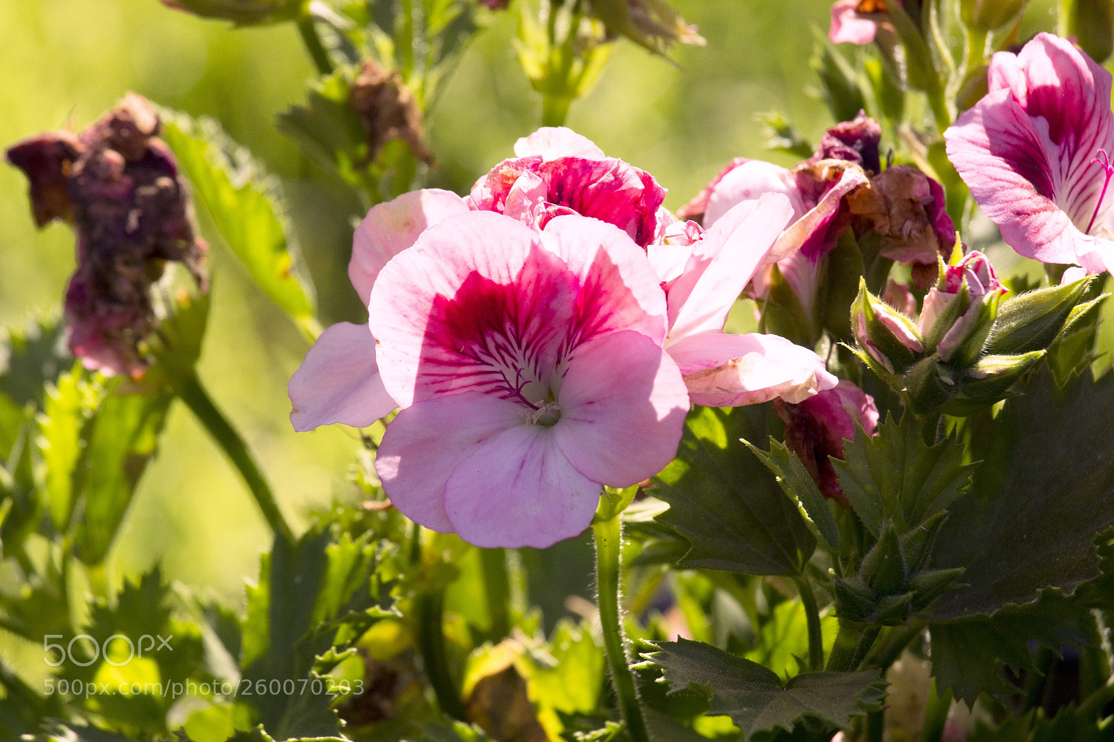 Canon EOS 600D (Rebel EOS T3i / EOS Kiss X5) sample photo. Hope for flowers photography