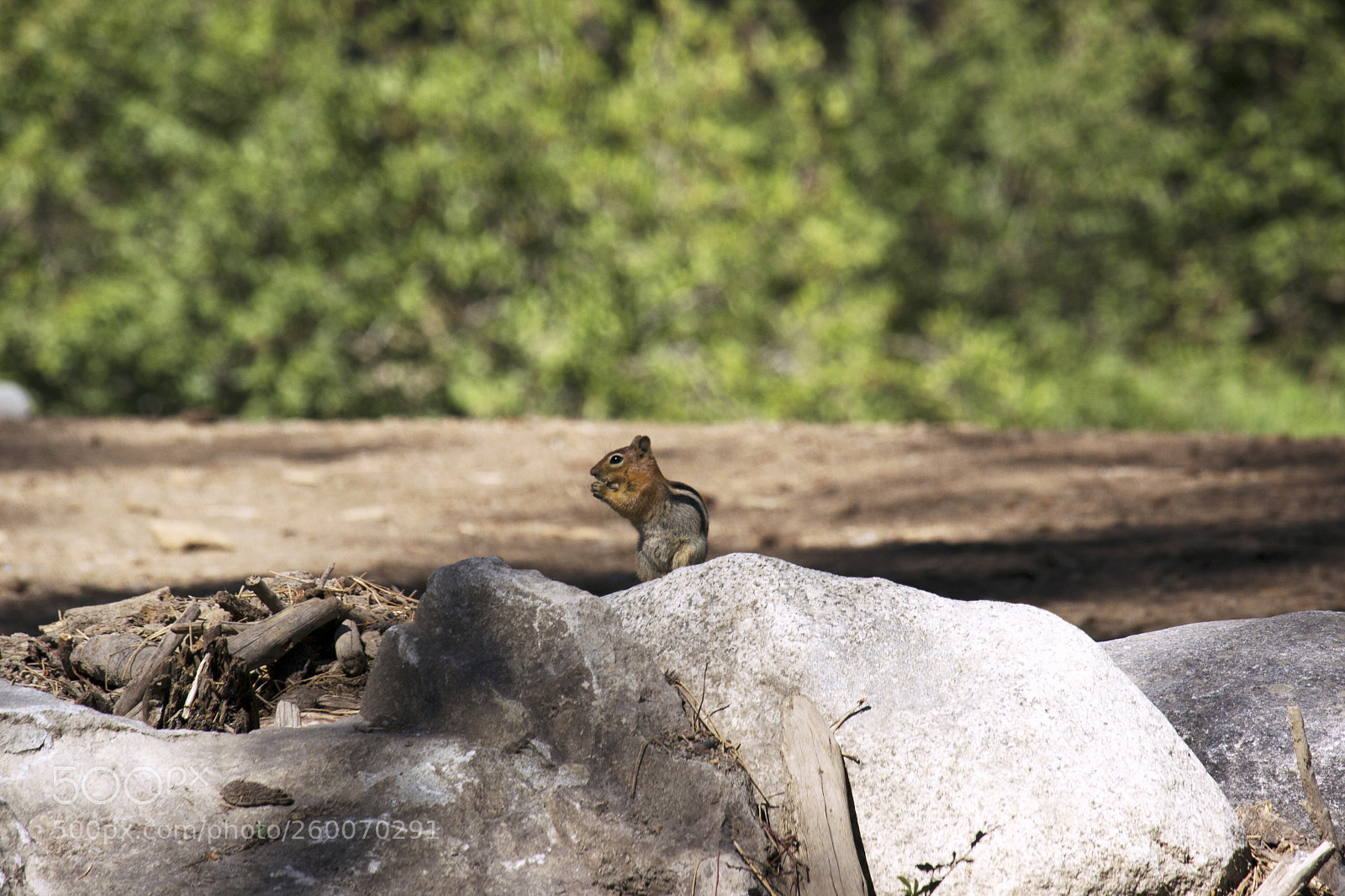 Canon EOS 600D (Rebel EOS T3i / EOS Kiss X5) sample photo. Just a tad apprehension photography