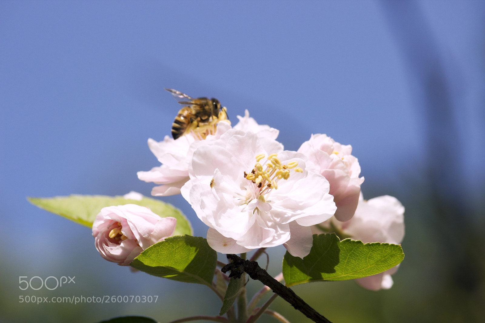 Canon EOS 600D (Rebel EOS T3i / EOS Kiss X5) sample photo. Spring in the valley photography